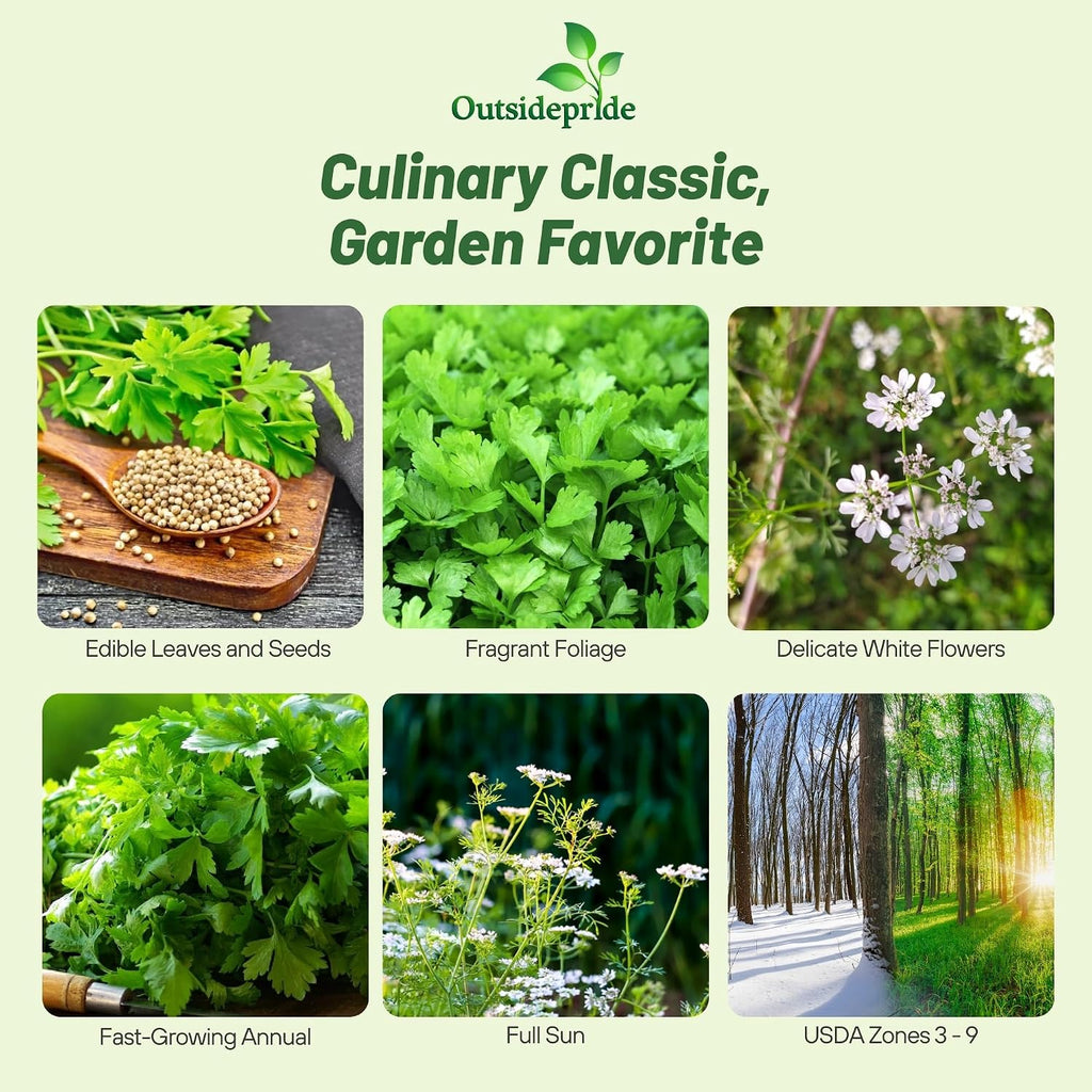 Outsidepride 1 Lb Annual Coriander Cilantro Herb Garden Seeds for Microgreens, Sprouts, & Cooking