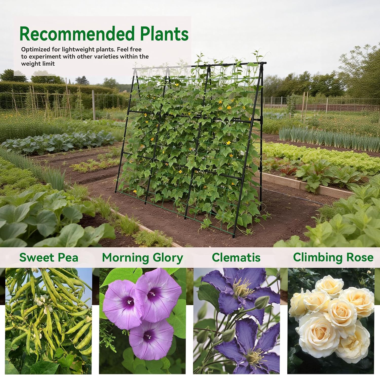Cucumber Trellis - 49.4"*49.4" Metal Garden Trellis for Climbing Plants, Garden Trellis with Plastic-Coated Steel Pipe