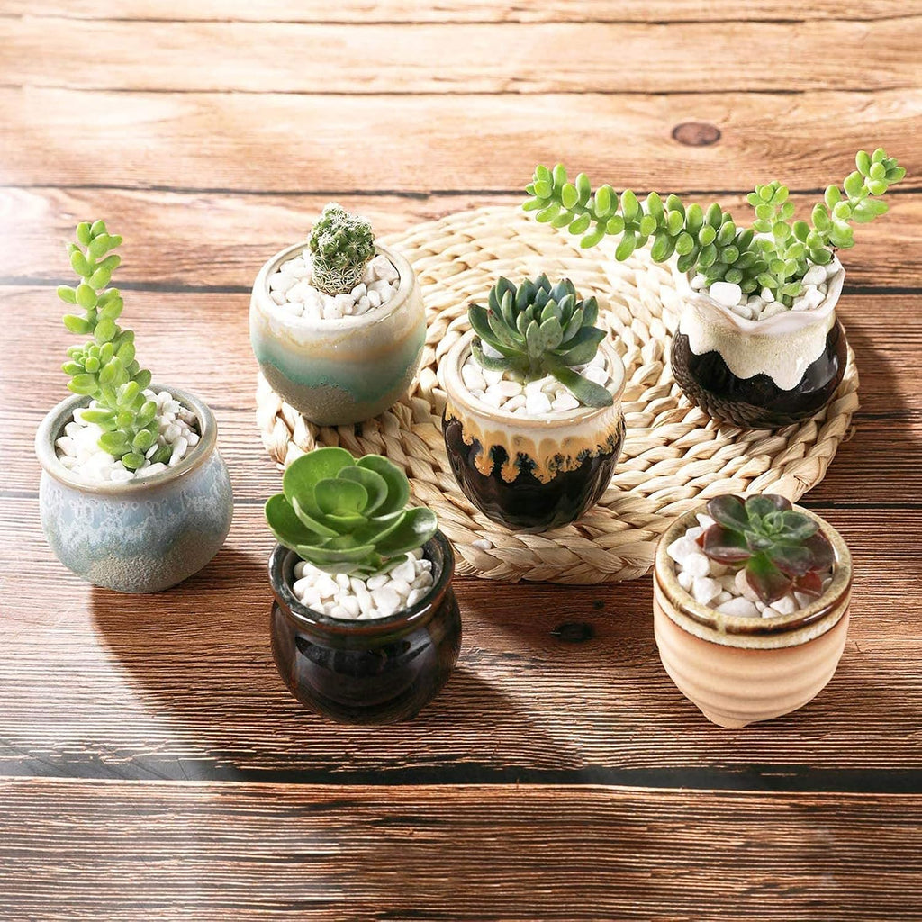 T4U Small Ceramic Succulent Pots with Drainage - Set of 12, Mini Pots for Plants, Home and Office Decor, Plant Lover