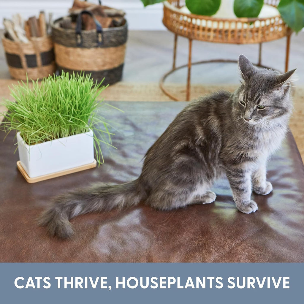 The Cat Ladies Organic Cat Grass Growing kit with Organic Seed Mix, Soil and Ceramic Planter with Bamboo Tray. Natural