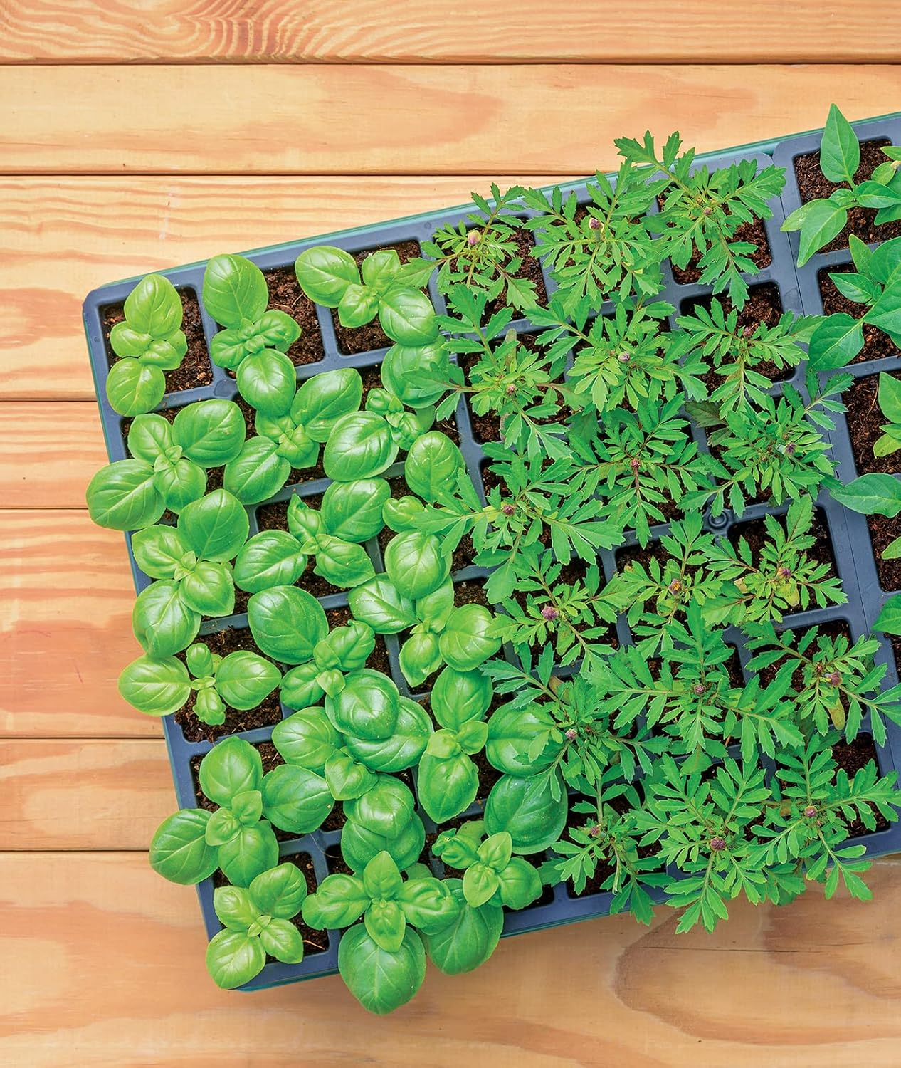 Burpee XL Self-Watering Growing System Indoor Seed Starting 10" W x 20" L x 5" H, 1 Kit (32 Cells)