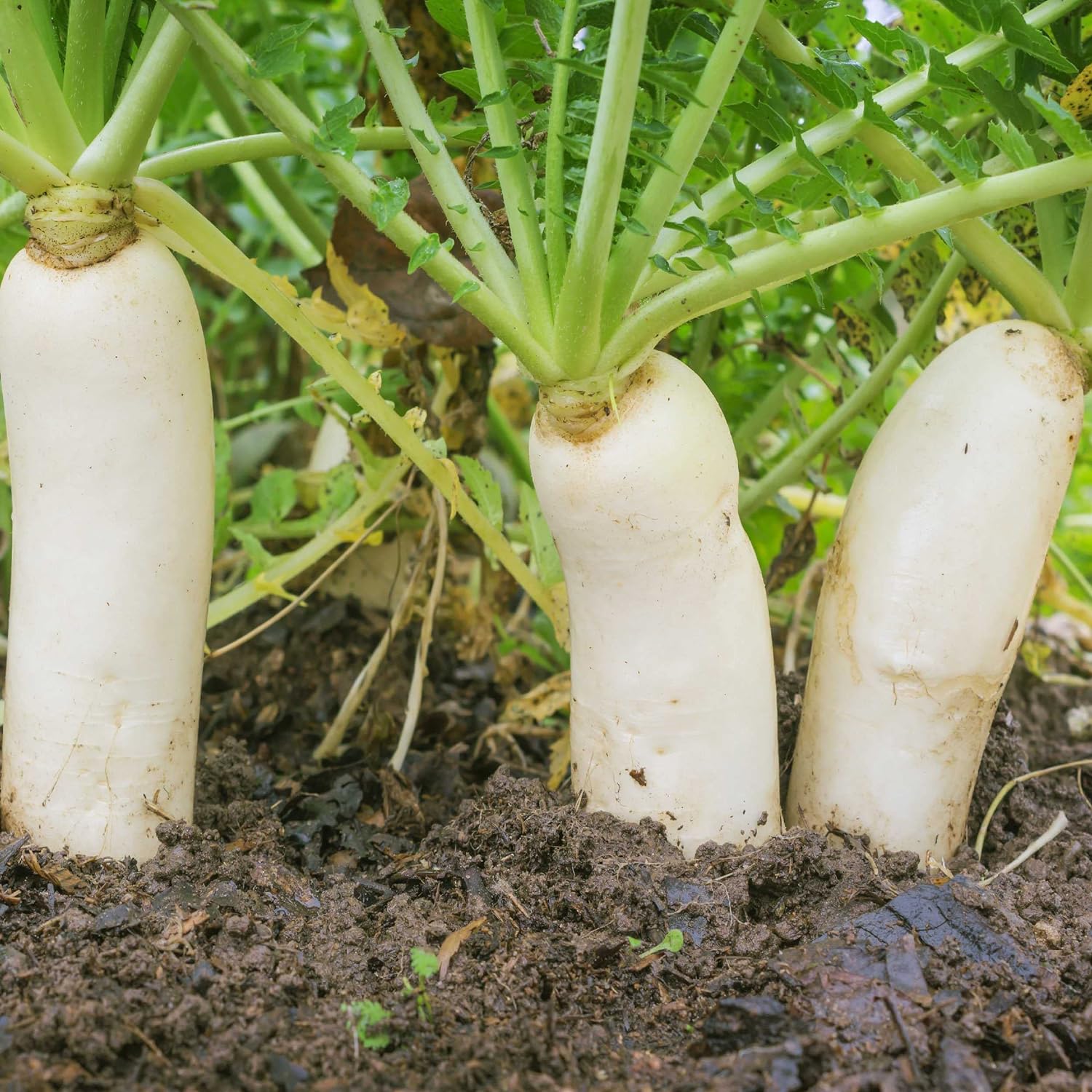 Outsidepride Annual Daikon Radish Seeds - 5 lbs. Chinese, Japanese, & Oriental Radish Seeds for Soil Health, Erosion
