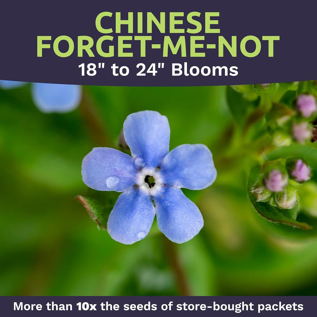Chinese Forget Me Not Wildflower Seeds - Bulk 1/4 Pound Bag - Over 22,000 Open Pollinated Seeds - Blue Cynoglossum