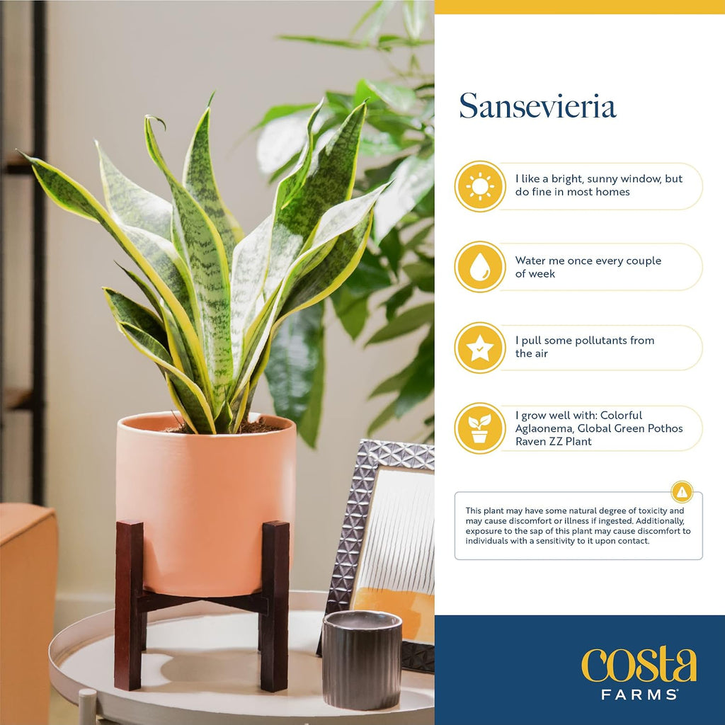 Costa Farms Snake Plant, Live Indoor Plant, Air Purifying, Easy Low Light | Nearly indestructible and thrives in low