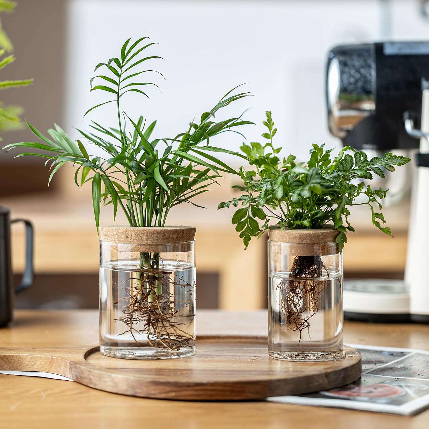 Plant Propagation Stations for Plants, 2 Size Glass Propagation Vases for Propagating Hydroponic Indoor Home Office