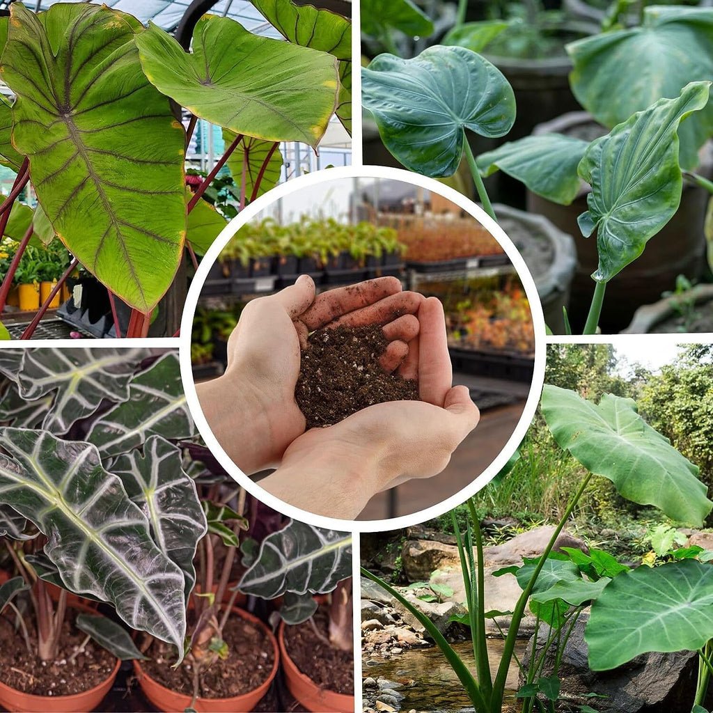 Premium Alocasia Plant Soil Mix by Gardenera - Stimulate Growth and Elevate Leaf Elegance with Nourishing Formula - 5