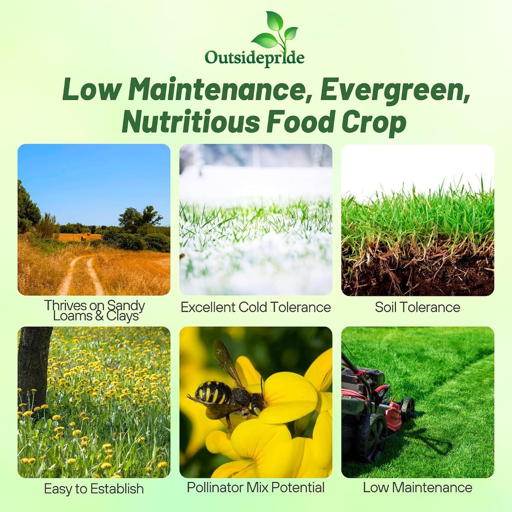 Outsidepride Perennial Birdsfoot Trefoil Seed - 10 lbs Nitrocoated, Inoculated, Winter Hardy, High Protein Forage