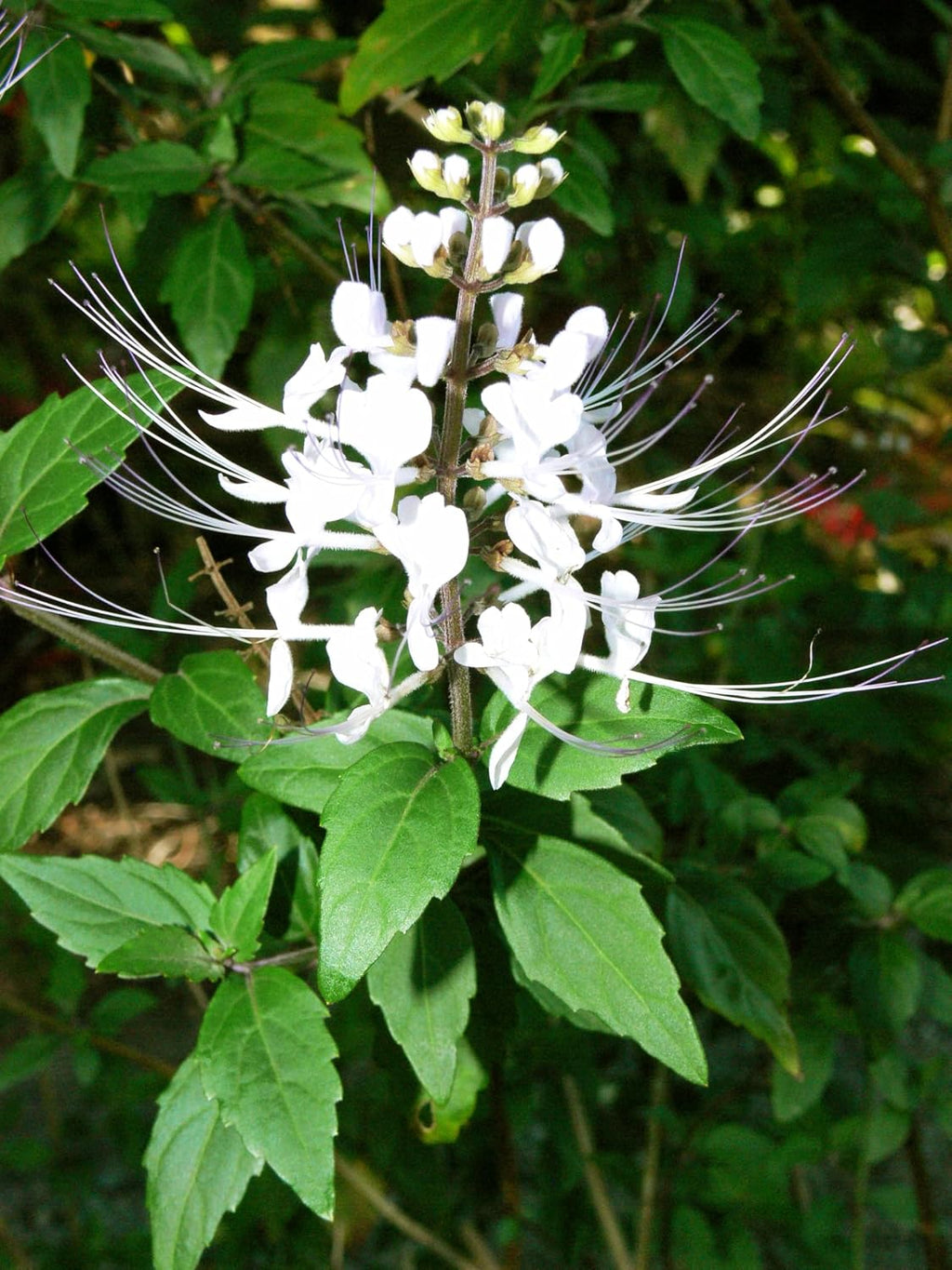 White Cat Whiskers Live Plants - Pack of 2 - Orthosiphon Stameneus - Kidneys Tea Plant - Java Tea Perennial Flowering