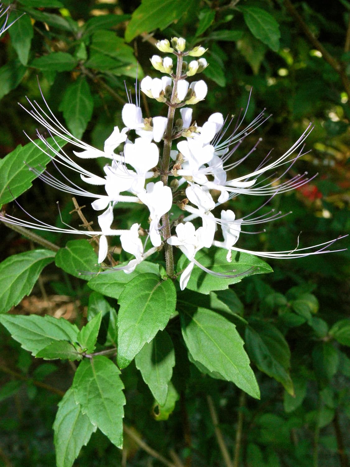 White Cat Whiskers Live Plants - Pack of 2 - Orthosiphon Stameneus - Kidneys Tea Plant - Java Tea Perennial Flowering