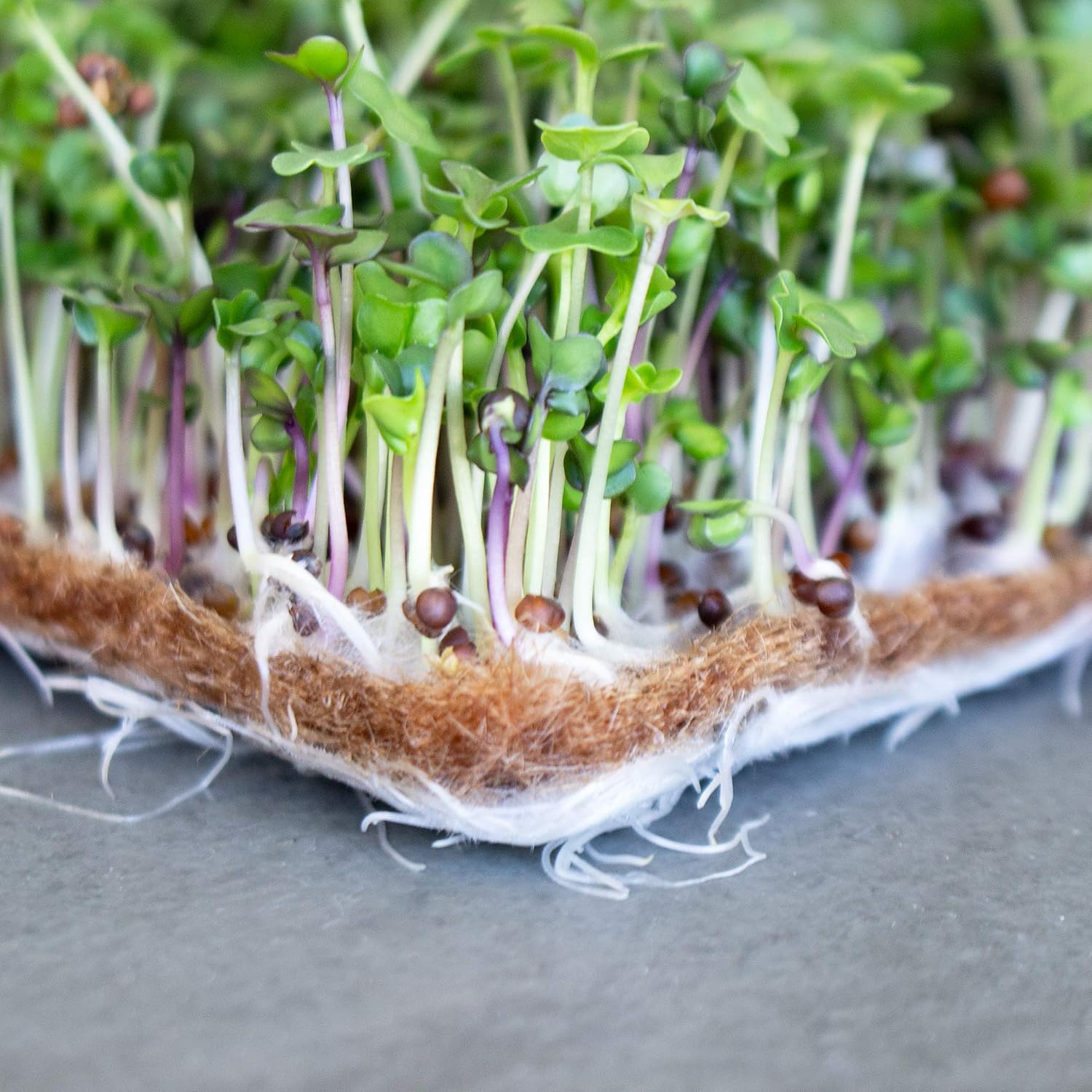 Handy Pantry Pro Micro Jute Microgreens Grow Mat Roll - 10 Inches Wide | By 100 Feet Long - 1 Roll - Professional
