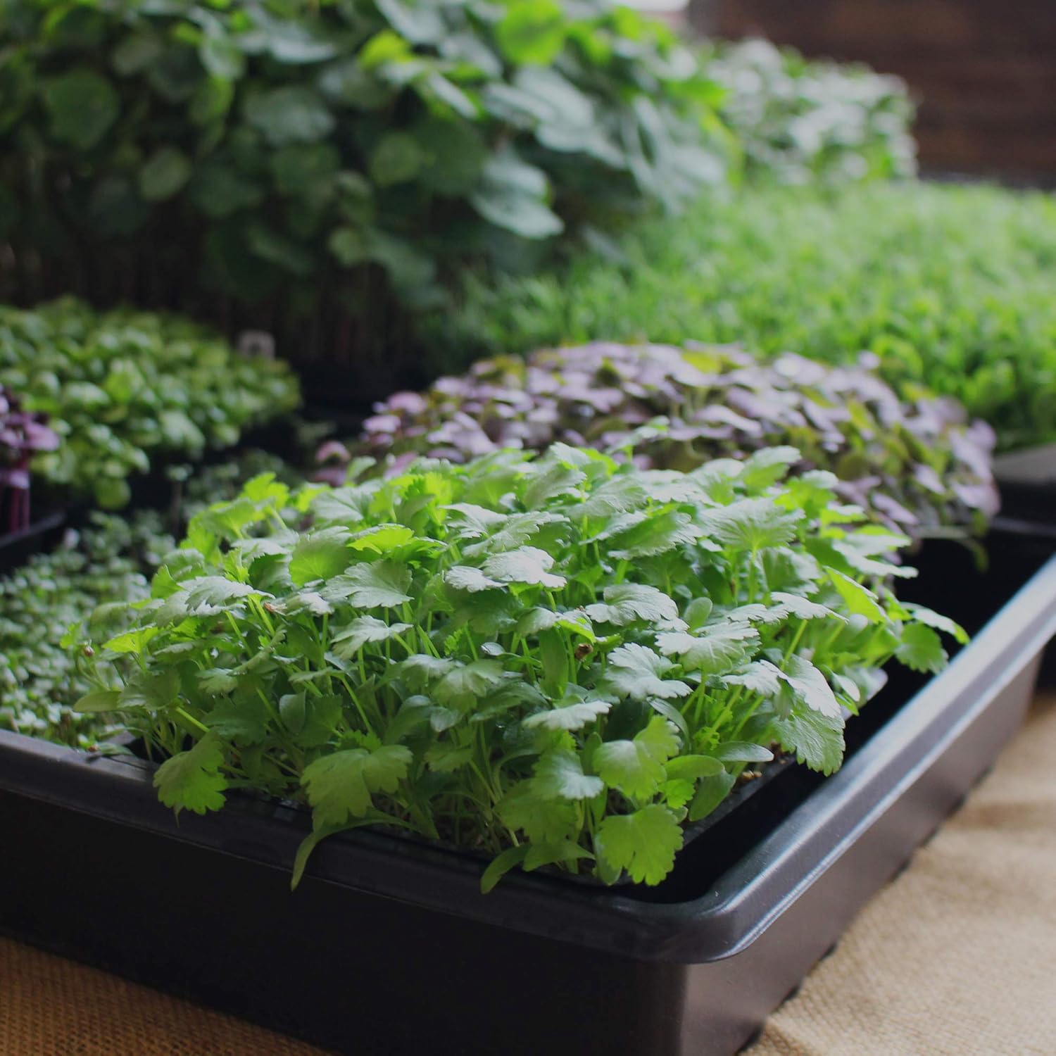 Minute Soil - Compressed Coco Coir Fiber Grow Medium - 3 Bricks = 4.5 Gallons of Potting Soil - Seed Starting