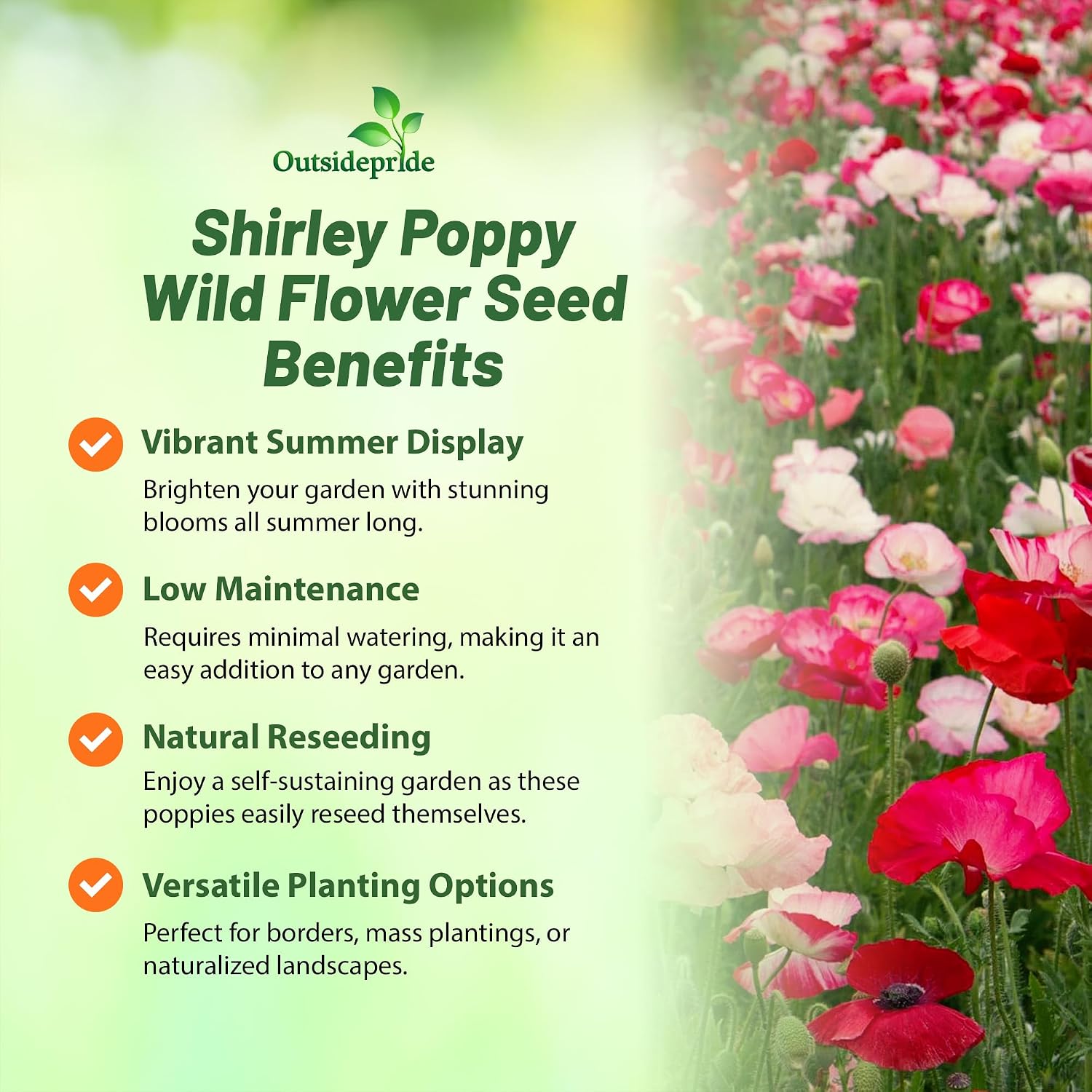 Outsidepride Shirley Poppy Seeds for Planting - 1 lb Annual, Drought-Tolerant & Easy to Grow Wildflower Seeds with