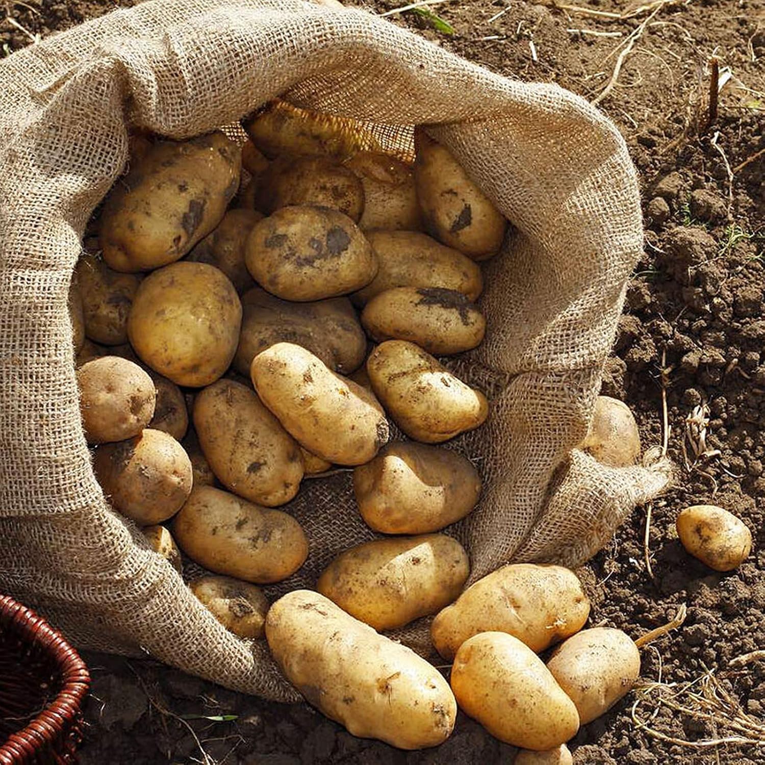 6 Pack Burlap Bags- 19.68" × 29.52" Potato Storage Sacks Natural Jute with Rope, Reusable Potato Onion Bags Strong for