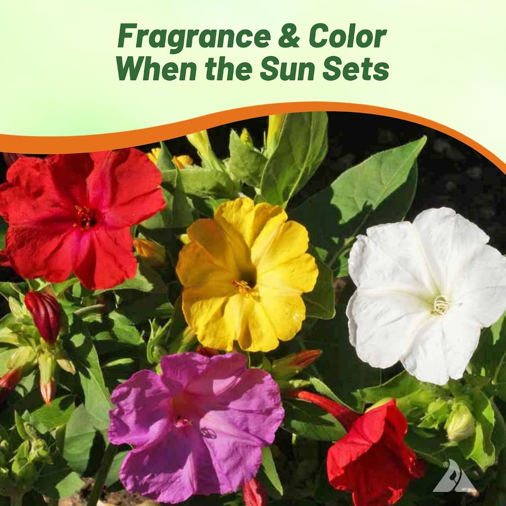 Outsidepride Mixed Four O'clock Flower Seeds - 1 lb Perennial Fragrant, Trumpet-Shaped Blooms, Deer-Proof & Easy to