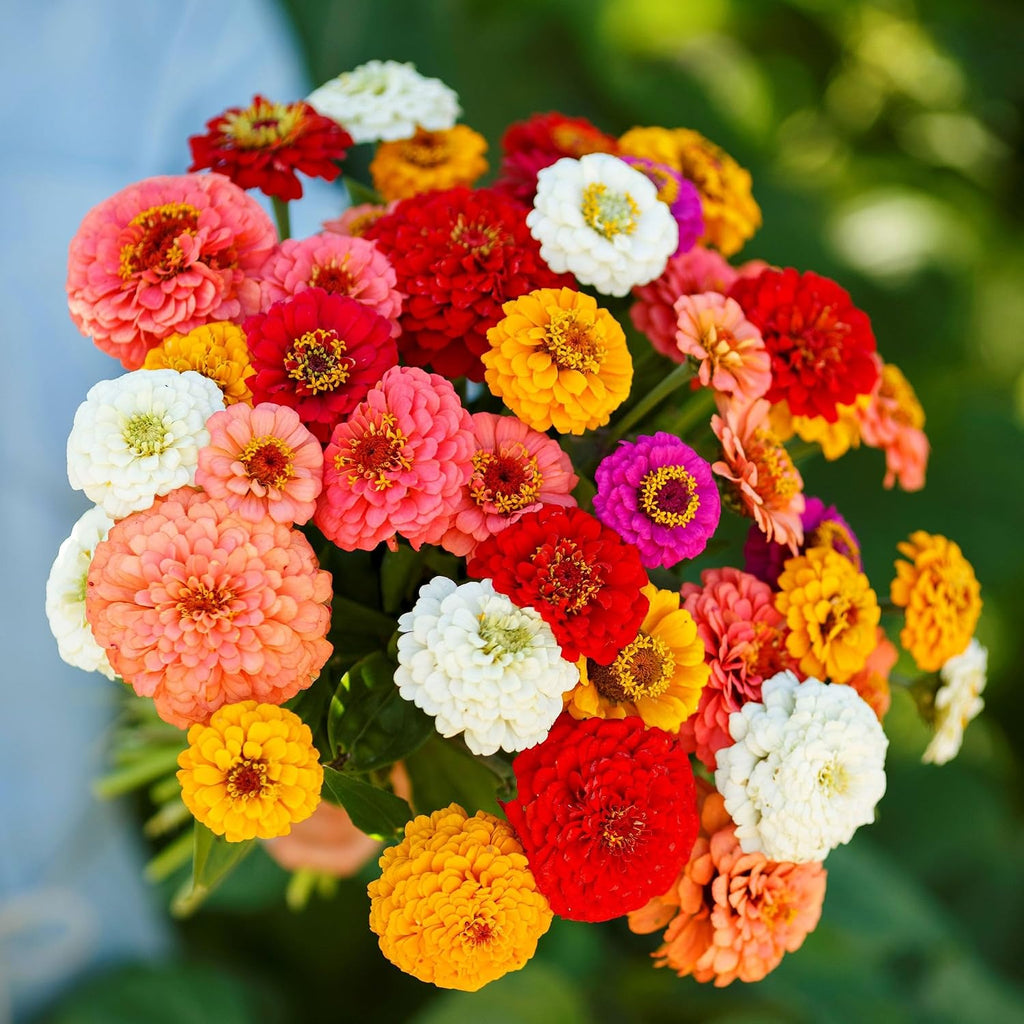 Eden Brothers Zinnia Seeds - Pumila/Cut & Come Again Mix, 1/4 lb | Non-GMO Seeds for Planting, Low-Maintenance Flower