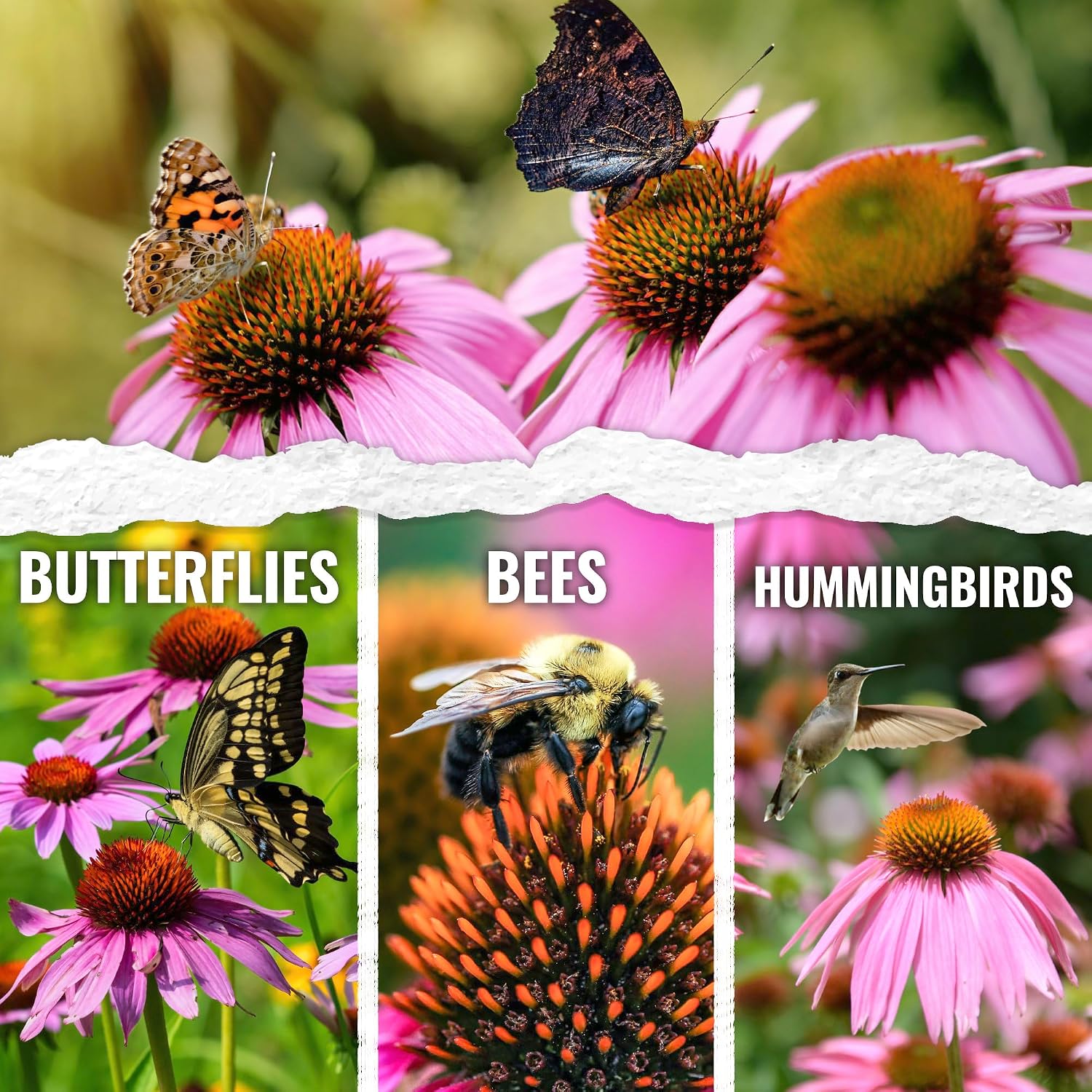 Seed Needs Purple Coneflower Seeds to Plant Echinacea Flowers 10 Pack