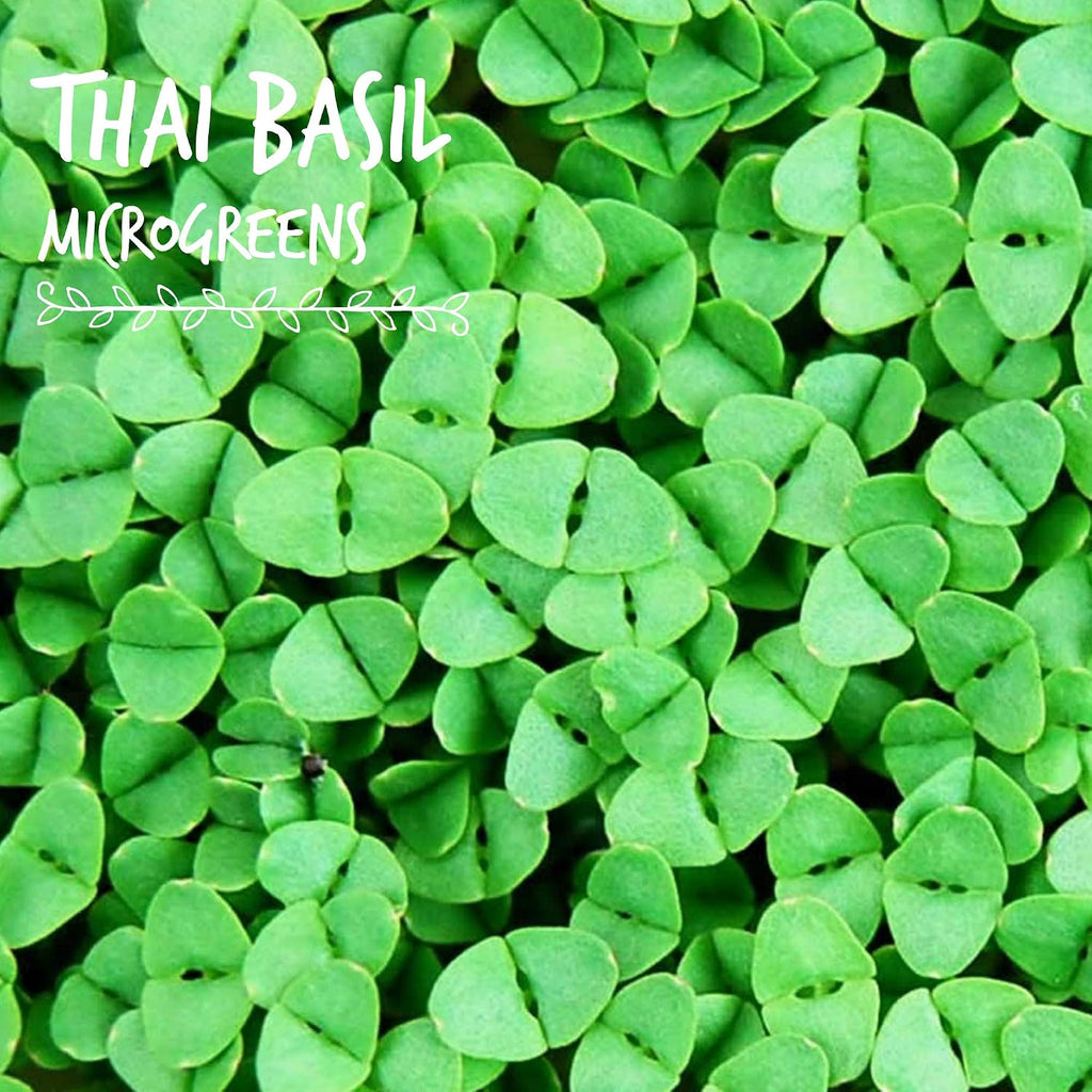 Mountain Valley Seed Co Thai Basil Seeds - (4 Oz) Bulk Herb Seeds | Growing Microgreens, Indoor Gardening: Micro Greens