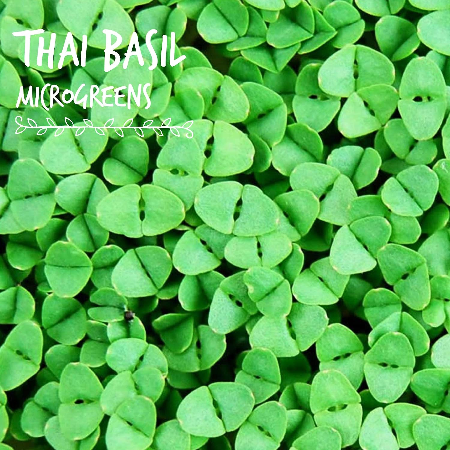 Mountain Valley Seed Co Thai Basil Seeds - (4 Oz) Bulk Herb Seeds | Growing Microgreens, Indoor Gardening: Micro Greens