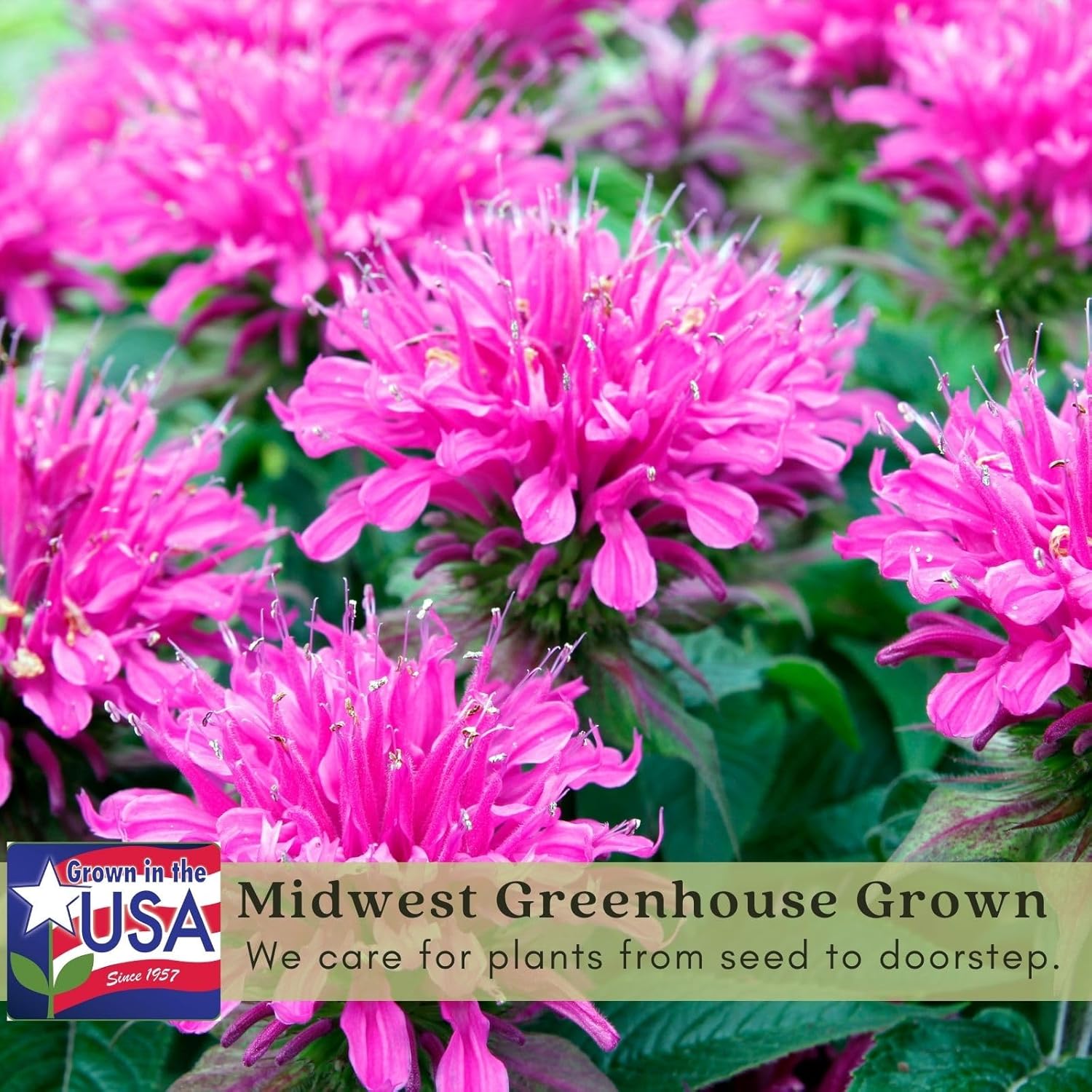 Clovers Garden Bee Balm Balmy Lilac (Monarda) Plants – Two (2) Live Plants – Non-GMO - Not Seeds - Each 4" to 8" Tall –