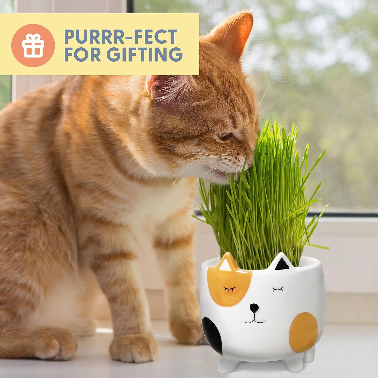 The Cat Ladies Cat Grass for Indoor Cats, Cat Grass Growing Kit with Organic Cat Grass Seed Mix, Soil and Ceramic Cat