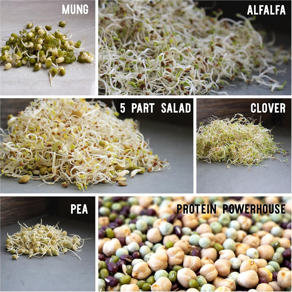 Sustainable Seed Co 12 Variety Pack Organic Sprouting Seeds Fully Raw | Kristina's Sprouts Growing Kit With Sprouting