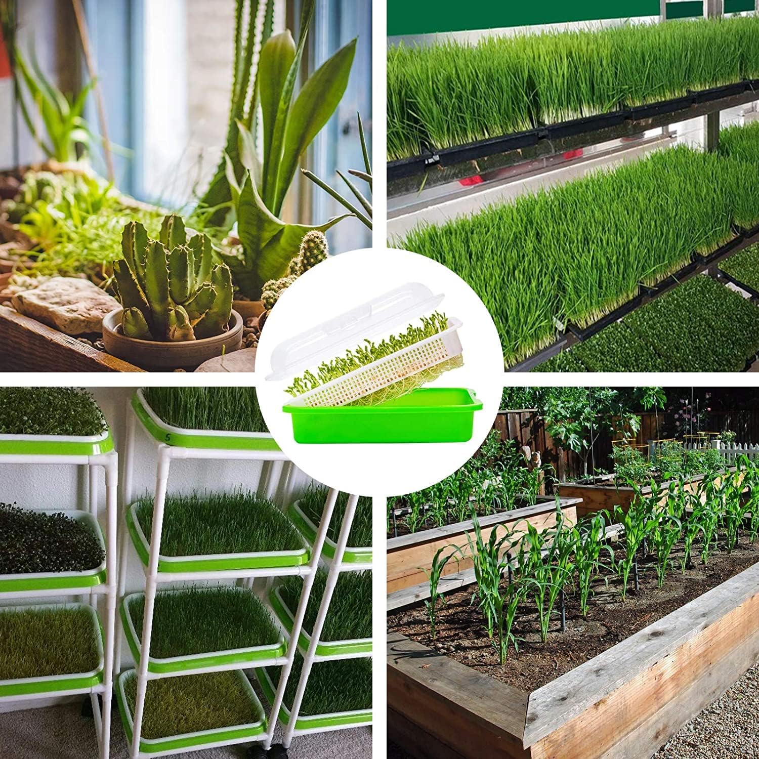 5 Pack Seed Sprouter Trays with Lids- Soil-Free Cultivation Germination Tray, BPA Free Micro Greens Growing Trays Seed