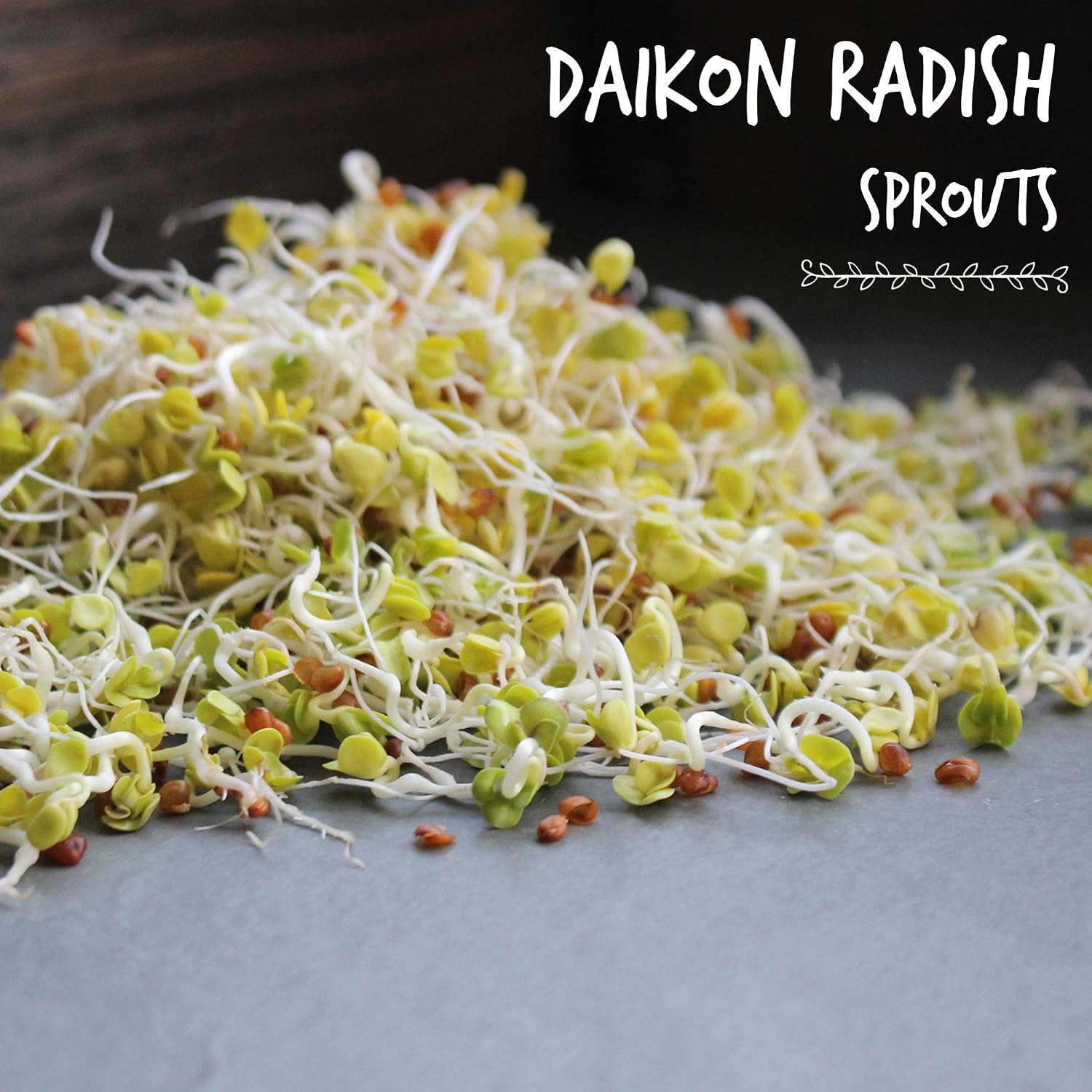 Handy Pantry Handy Pantry Organic Radish Sprouting Seeds 4.5 Lb Non-GMO | Daikon Radish Seed - Bulk Radish Seeds for
