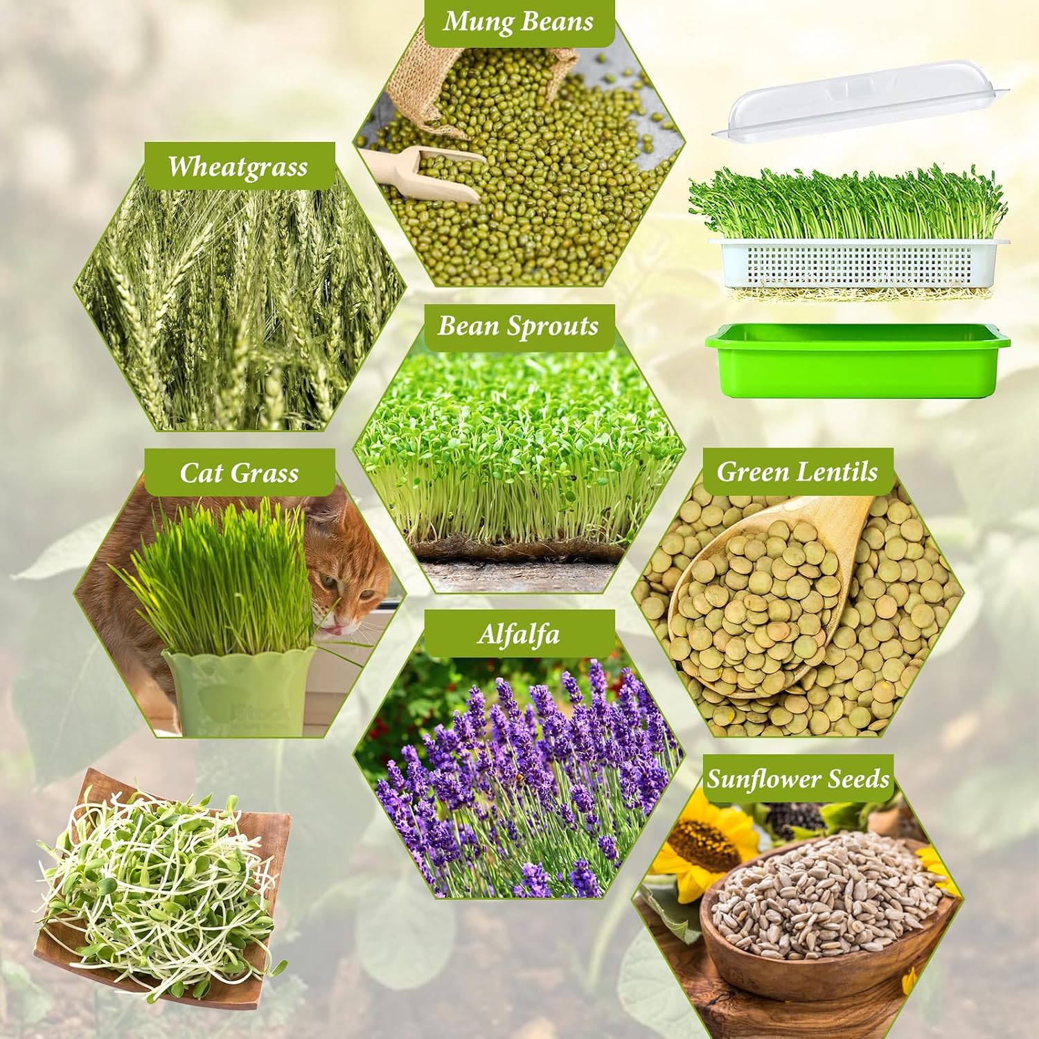 8 Pack Seed Sprouter Trays with Lids- Soil-Free Cultivation Germination Tray, BPA Free Micro Greens Growing Trays Seed