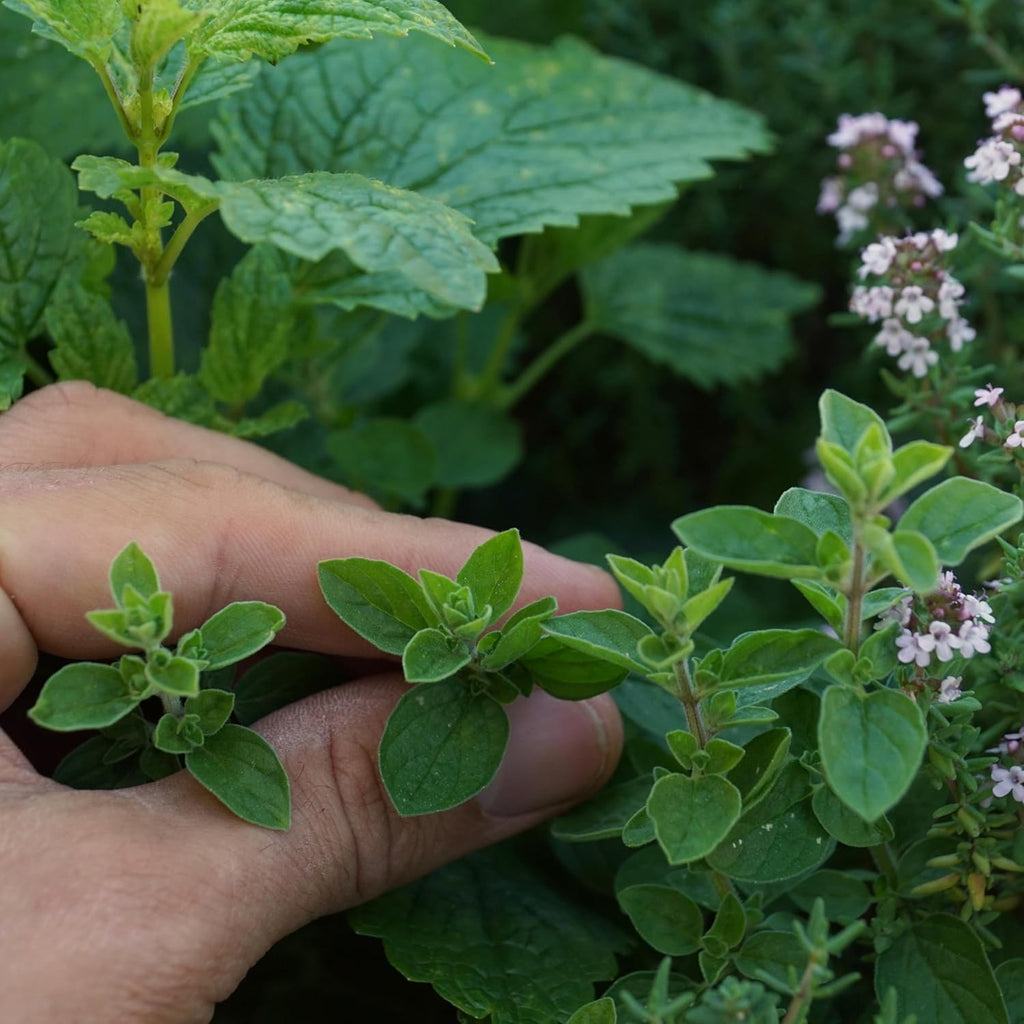 Organic Common Italian Oregano Seeds - USDA Organic, Non-GMO, Open Pollinated, Heirloom (5 Packets - 2.5 Grams - Approx