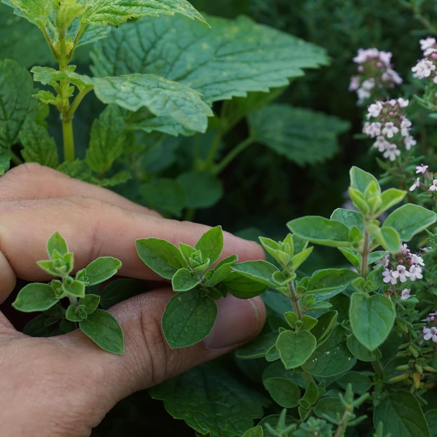 Organic Common Italian Oregano Seeds - USDA Organic, Non-GMO, Open Pollinated, Heirloom (5 Packets - 2.5 Grams - Approx