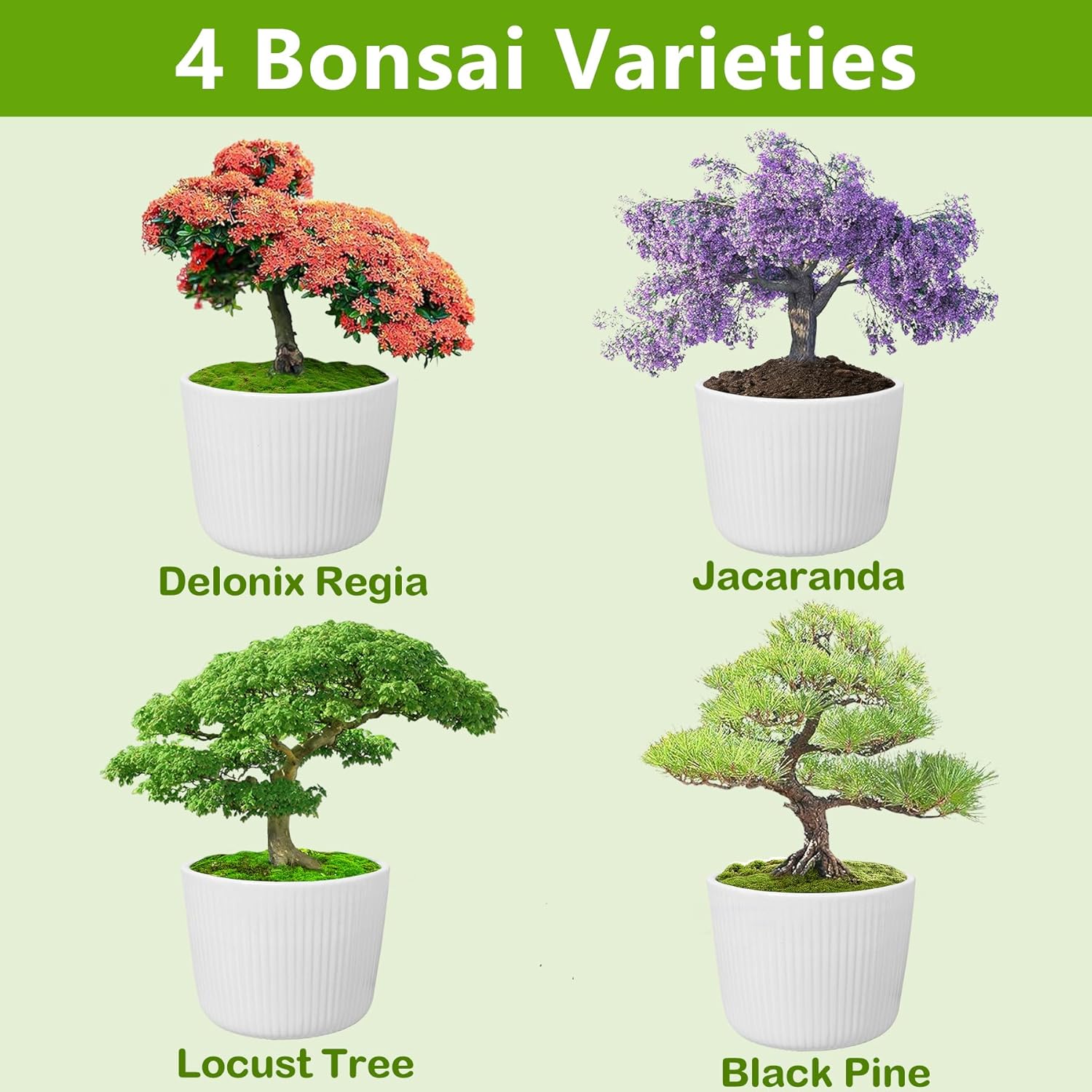 Bonsai Tree Kit, Bonsai Starter Kit with Seeds & Tools, Tree Live Plants Indoor, Gardening Gifts for Women Men Mom