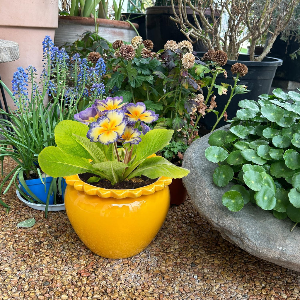 8in Self Watering Terracotta Planter - Yellow Ceramic Pot Maintenance Plant Seeder Planter for Indoor Plants African
