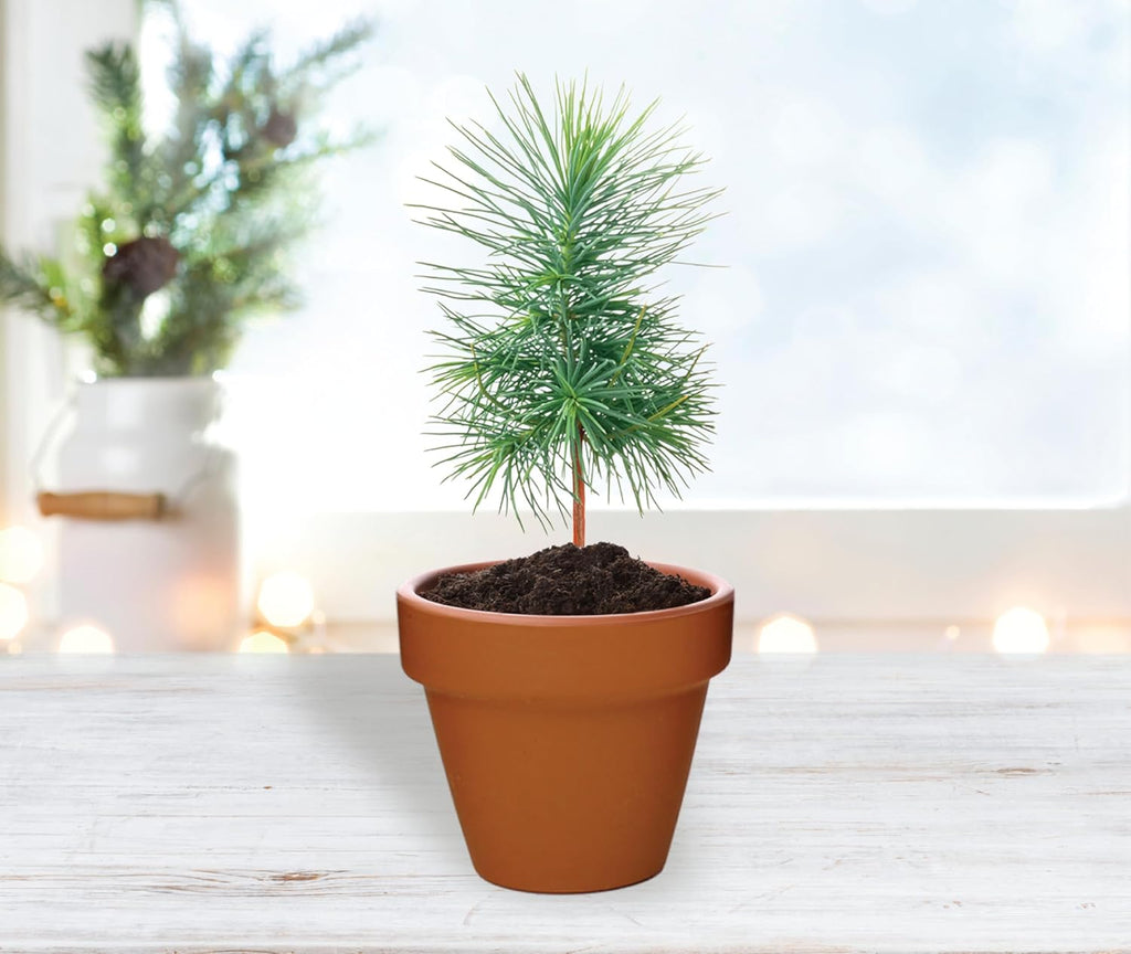 BUZZY Seeds Spruce Tree Grow Kit, Bulk 20-Pack - Mini Terracotta Pot Grow Set - Complete Indoor/Outdoor Gardening Kit