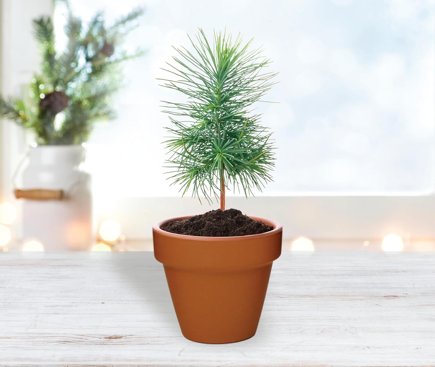BUZZY Seeds Spruce Tree Grow Kit, Bulk 20-Pack - Mini Terracotta Pot Grow Set - Complete Indoor/Outdoor Gardening Kit