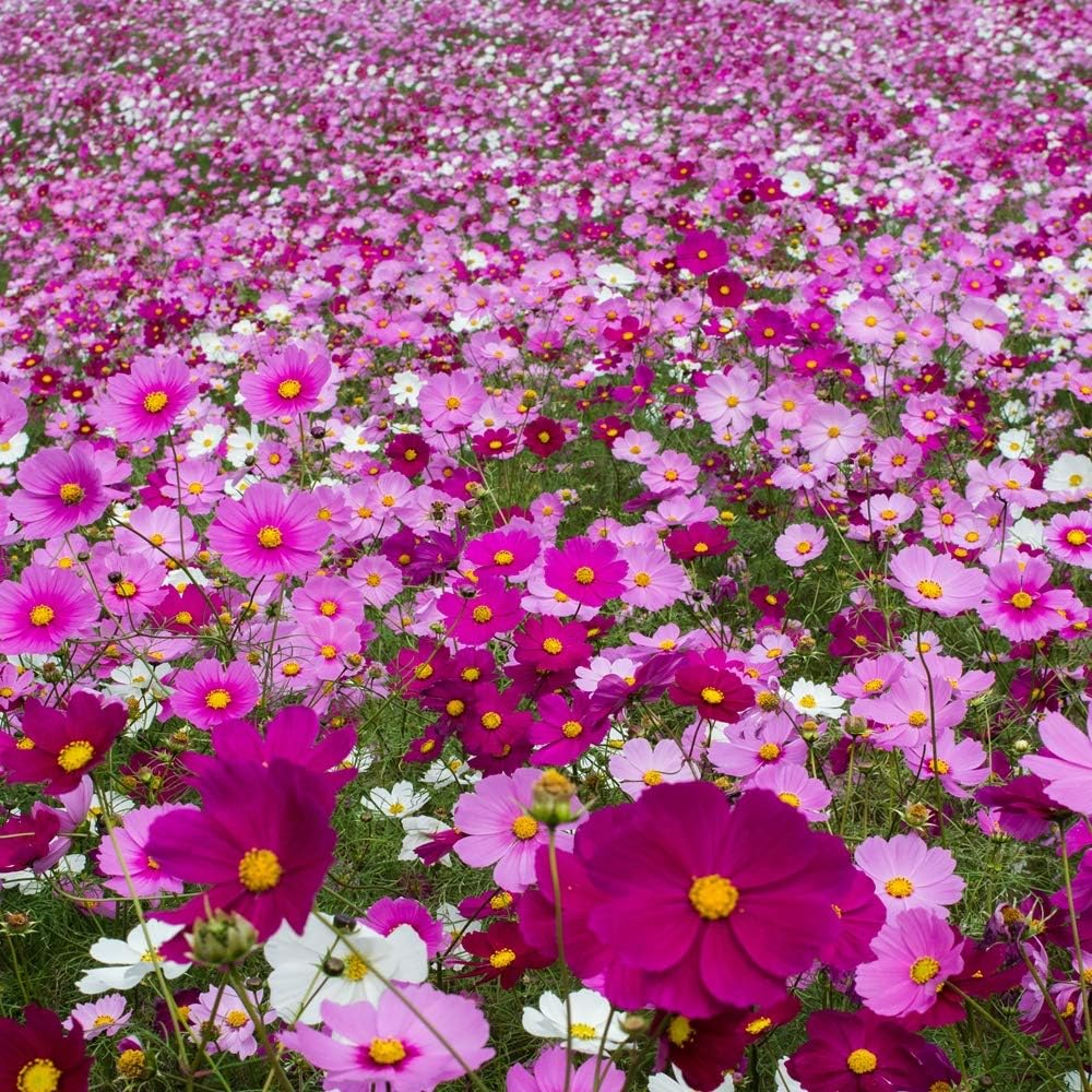 Outsidepride Sensation Mix Cosmos Bipannatus Seeds - 1 lb. Annual, Drought-Tolerant, Self-Sowing, Mixed Flower Seeds