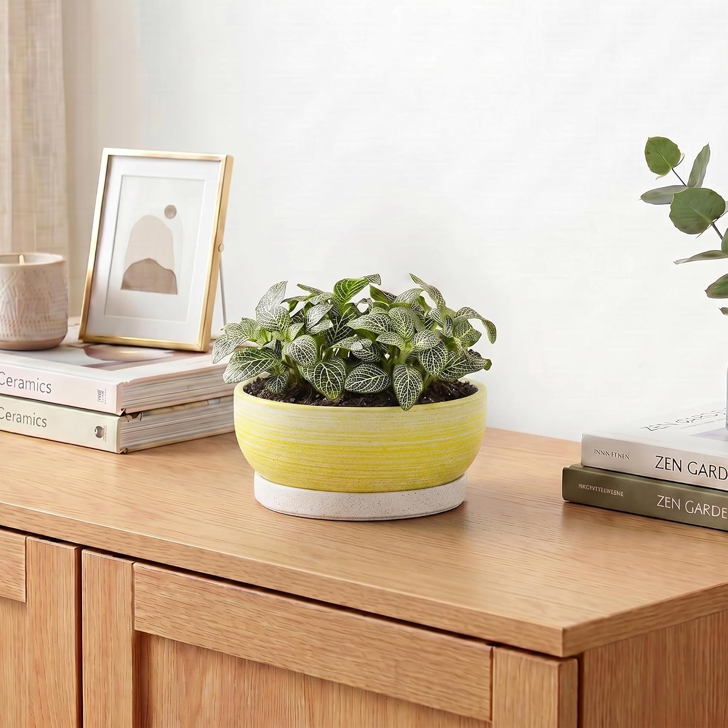 Bonsai Pots, 6 Inch Ceramic Succulent Pots with Tray, Brushed Yellow | Small Bonsai Planter with Drainage Hole, Round