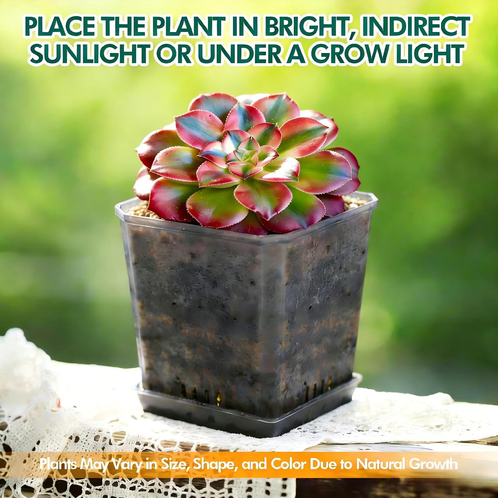 Live Succulent Aeonium Pink Witch Variegata Plant with Mini Gardening Tools – Small Easy Care Houseplant for Indoor &