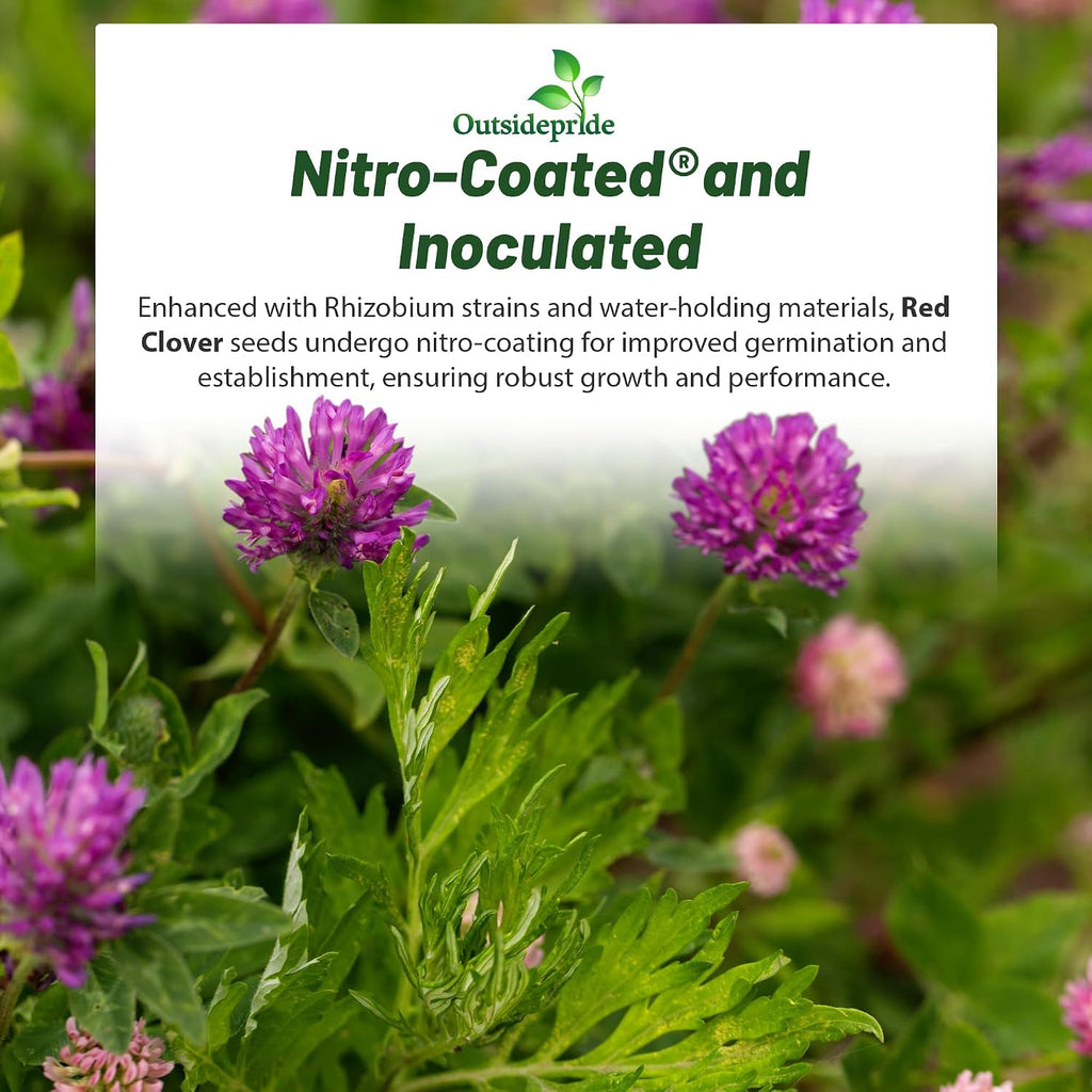Outsidepride Perennial Red Clover Seeds - 5 lbs. Self-Seeding, Nitrocoated, Inoculated for Lawn, Yard, Forage, Pasture
