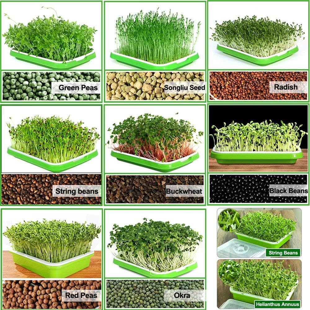2 Pack of BPA Free Home Microgreen Soilless Hydroponics Seed Sprouter Grow Tray with Cover + Free Spray Bottle and 20