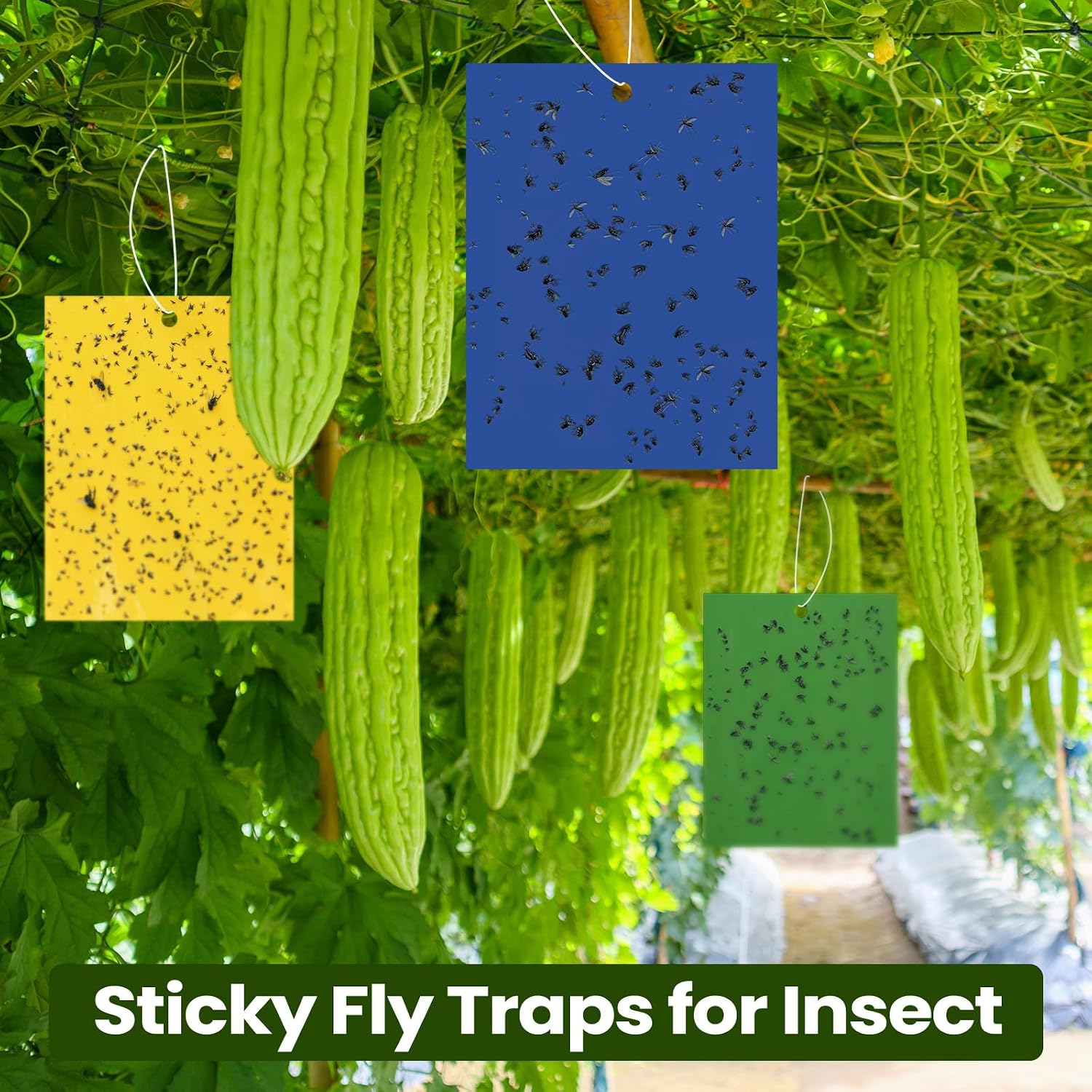 Qualirey 150 Pcs Yellow,Blue,Black Sticky Traps 6x8in for Gnats Indoor | Dual-sided for Fungus Gnats Fruit Flies