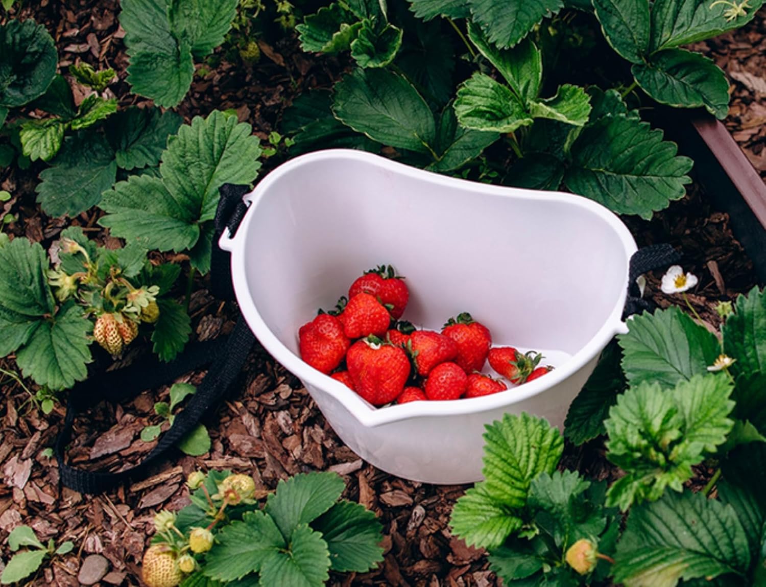 Berry Picking Basket - 3L Hands-Free Fruit Picking Bucket with Adjustable Strap (Pink)