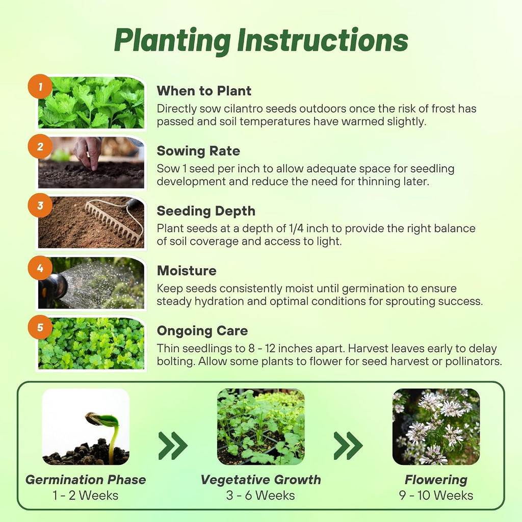 Outsidepride 1 Lb Annual Coriander Cilantro Herb Garden Seeds for Microgreens, Sprouts, & Cooking