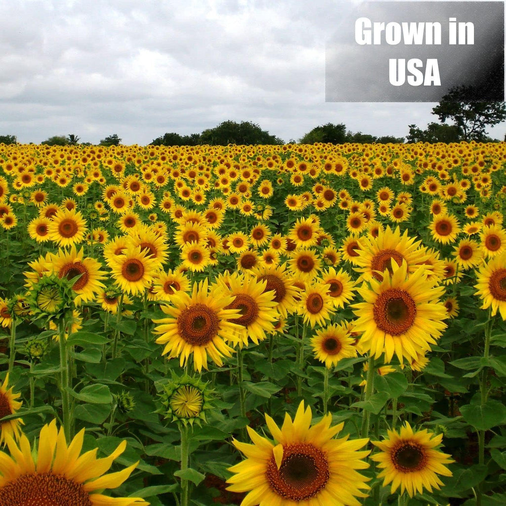 Wildlife Black Oil Sunflower Seeds for Birds and Wildlife, Non-GMO & USA Grown on Small Farms (12 lbs)