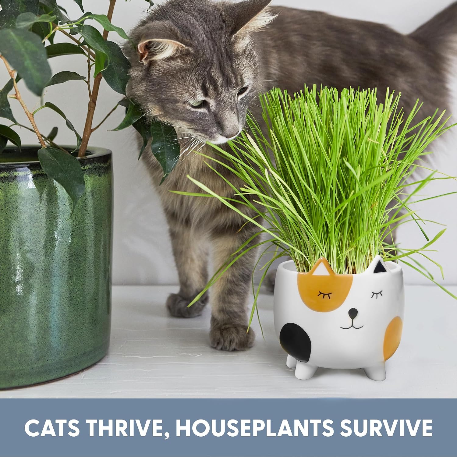 The Cat Ladies Cat Grass for Indoor Cats, Cat Grass Growing Kit with Organic Cat Grass Seed Mix, Soil and Ceramic Cat