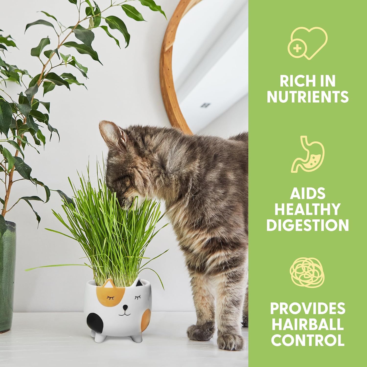 The Cat Ladies Cat Grass for Indoor Cats, Cat Grass Growing Kit with Organic Cat Grass Seed Mix, Soil and Ceramic Cat