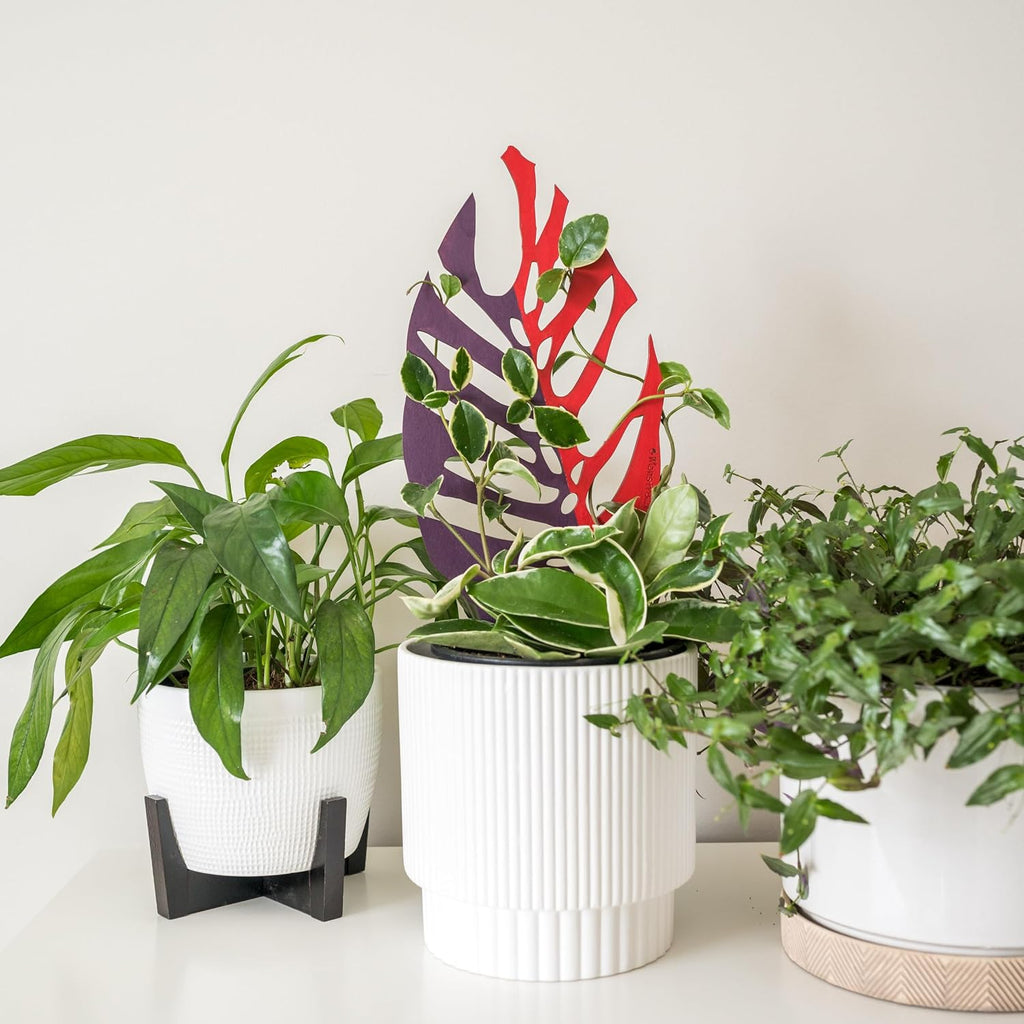 Bare™ Bundle – Monstrella + Palmella - Set of 2 Wooden Plant Trellises for Indoor Climbing Houseplants – 12” Tall