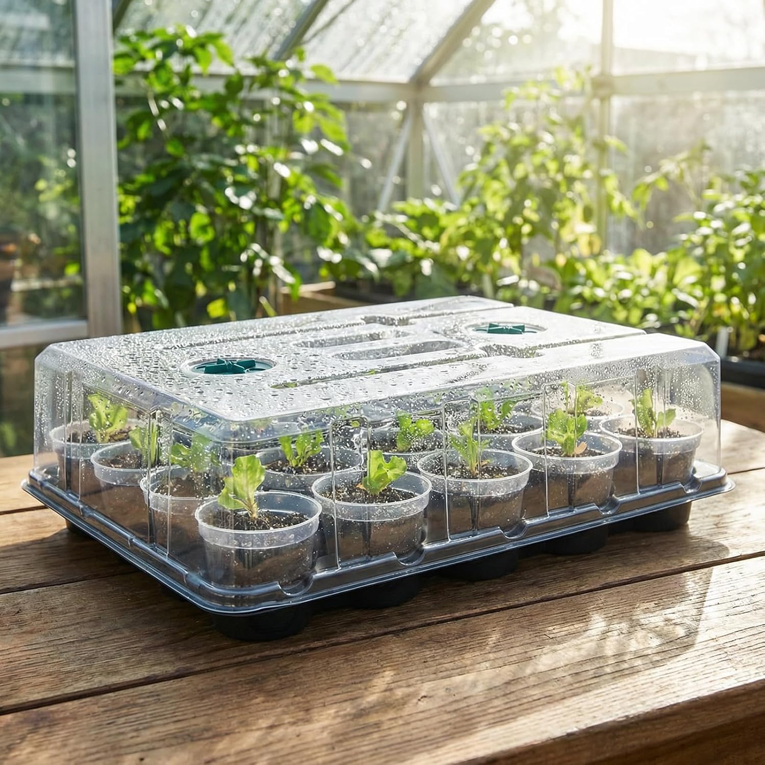 2 Pack Seed Starter Trays with Grow Lights and 40 3 Inch Pots | Includes 2 humidity domes and 40 clear 3-inch drainage