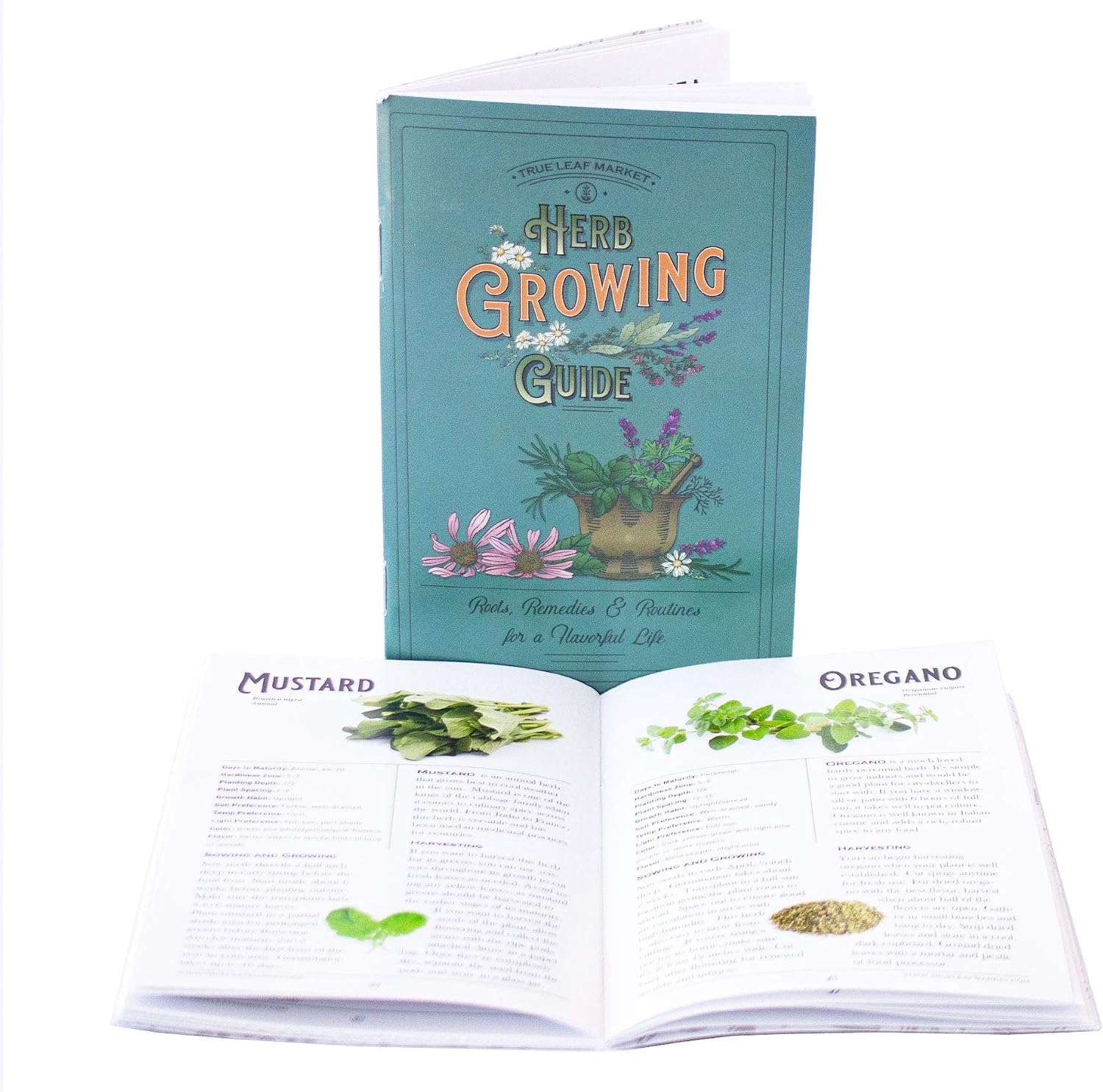 Sustainable Seed Co Culinary Herb Seeds Variety Pack – 10 Non-GMO | Herb Seeds for Indoor & Outdoor Gardens – Includes