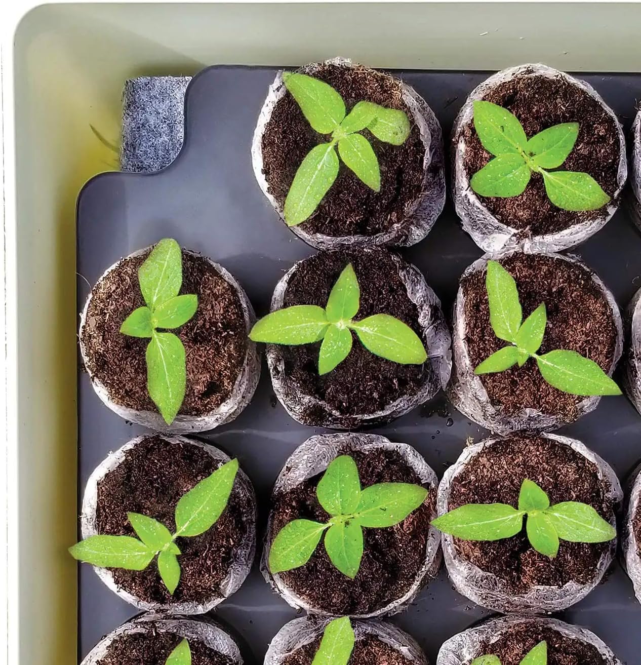 Jiffy Seed Starter Tray Kit, Self-Watering, Seedling Tray, 2 Pack