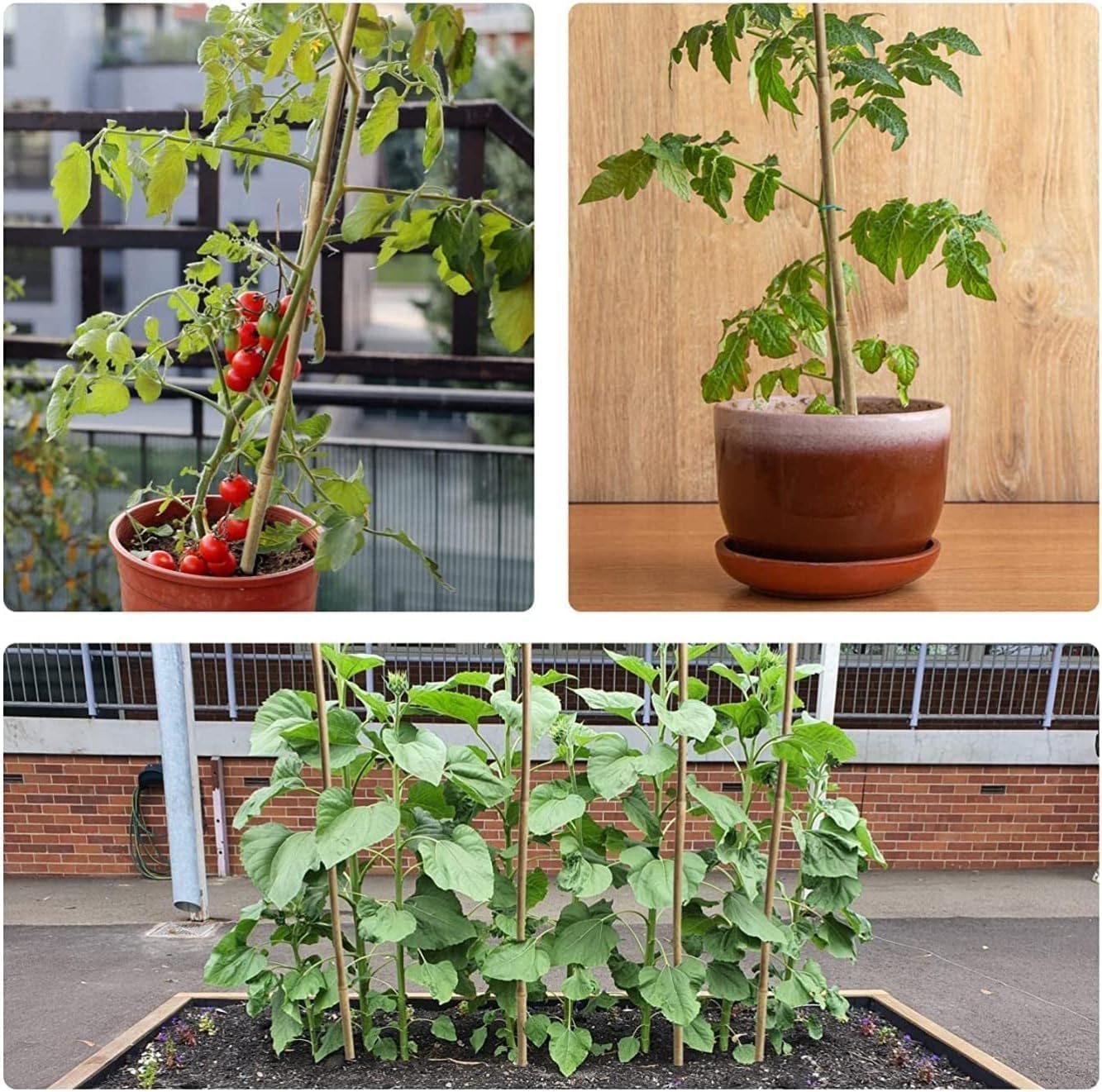 Jollybower 1/2" D 4 Feet Bamboo Stakes 50 Pack, Thicker Heavy-Duty Plant Stakes, Natural Garden Stakes for Bean